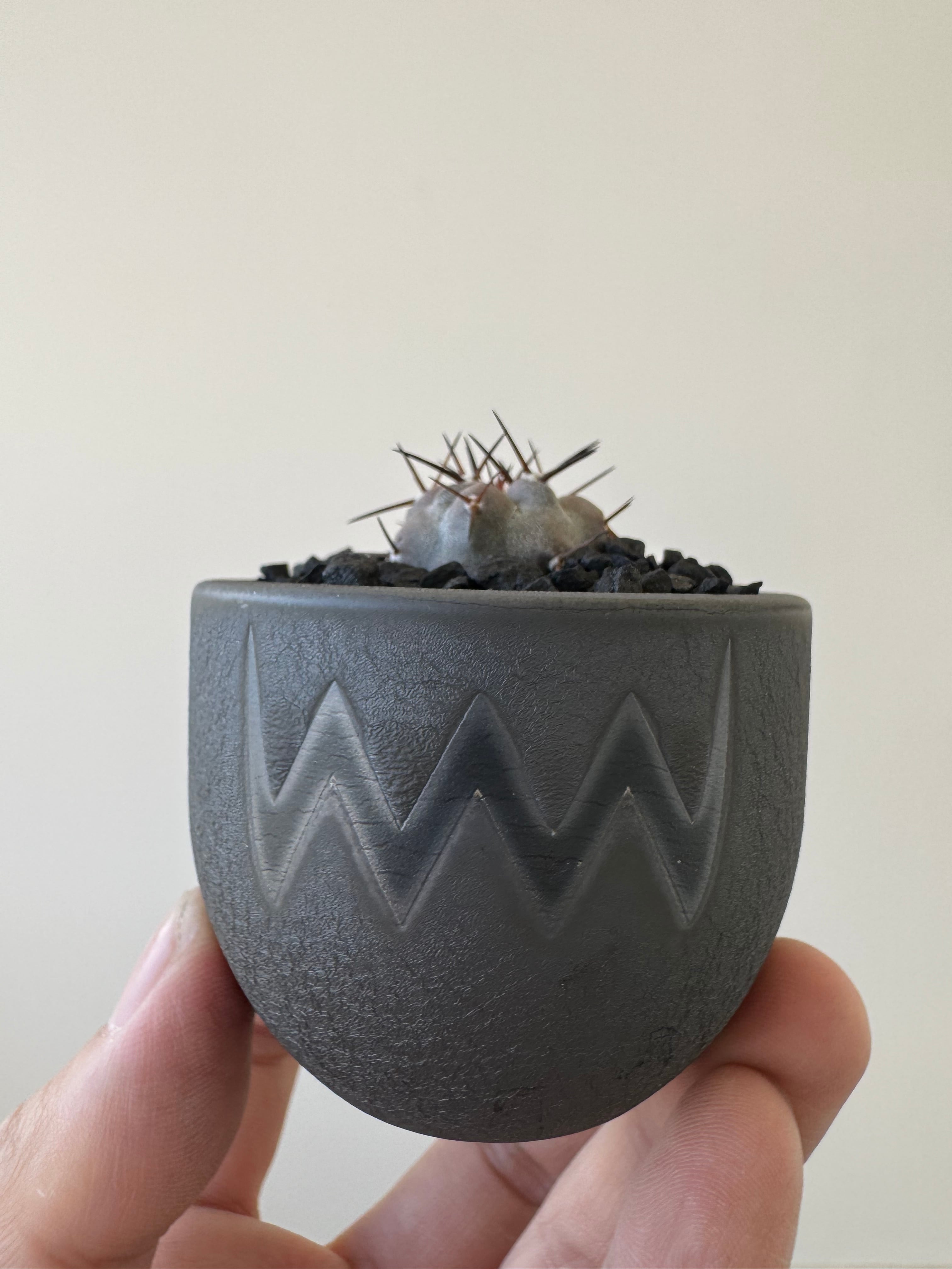 【新着】Copiapoa cinerea 2 × VALIEM BABY【俺の黒王丸】コピアポア シネレア