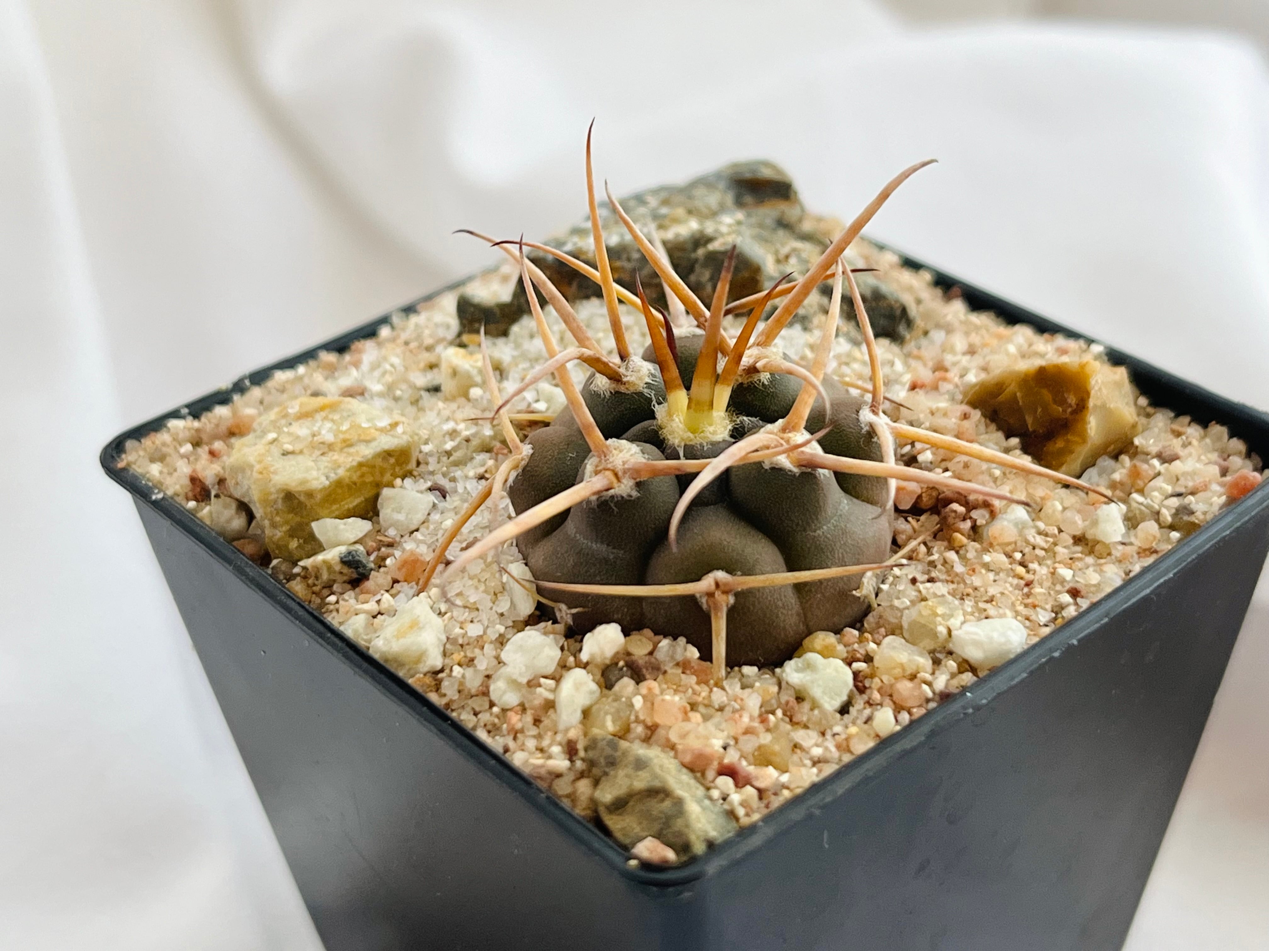 魔天竜　綴化　錦 Yahoo!オークション -「サボテン 魔天竜」の落札相場・落札価格