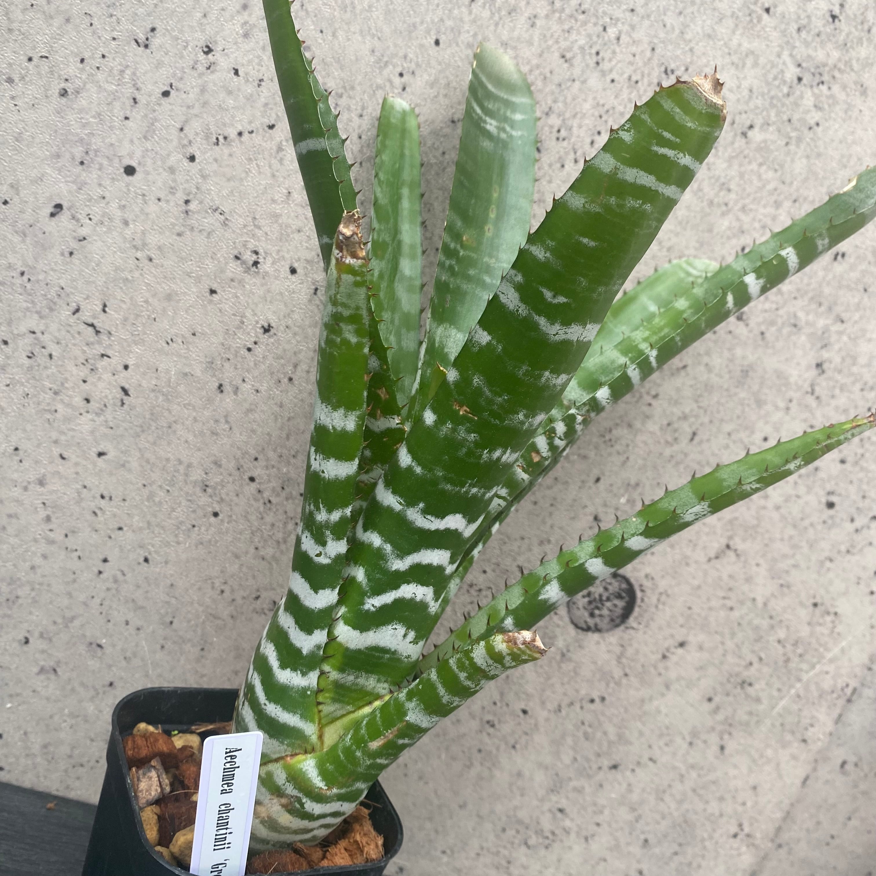 タンクブロメリア | Planet Plants プラネットプランツ