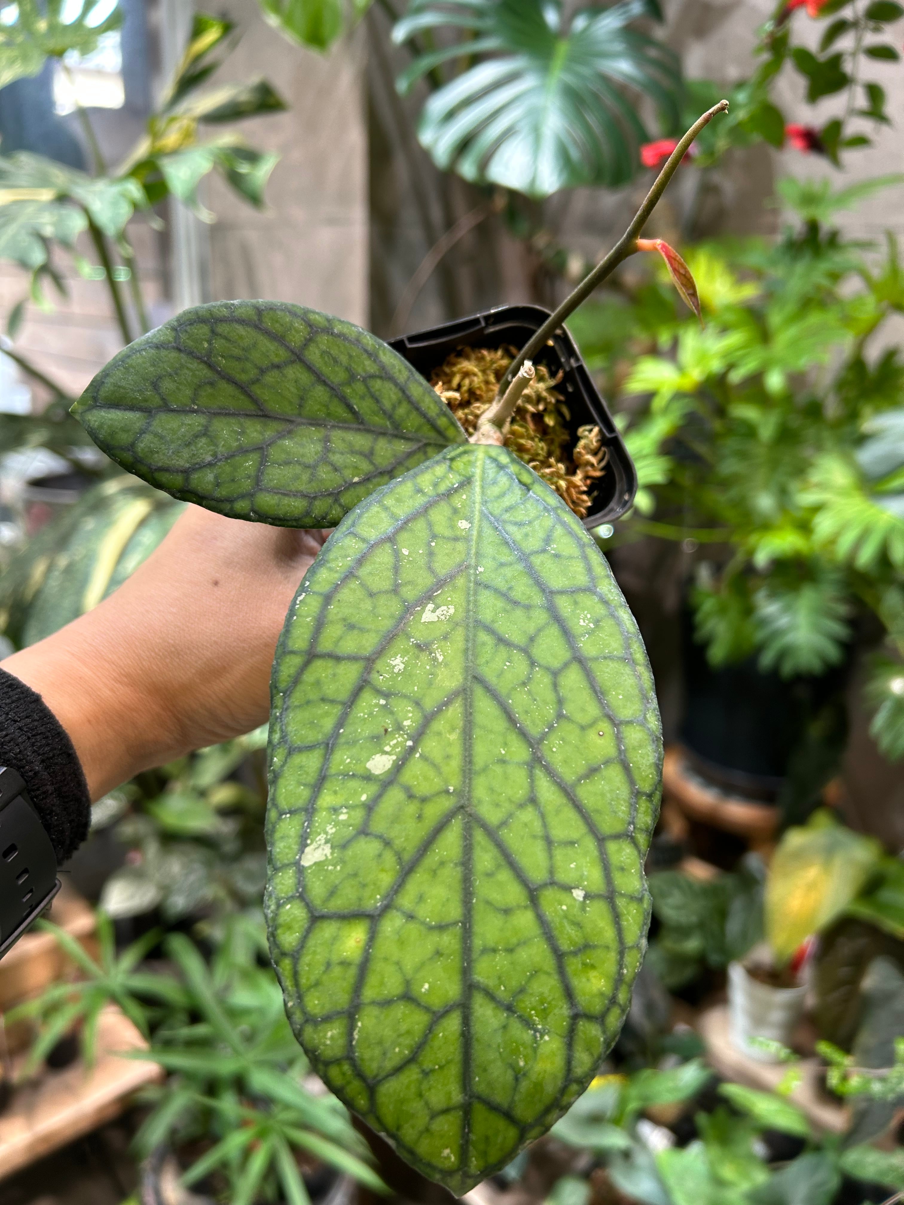 ホヤ グヌンガディン ゴースト | MIDORIYA 観葉植物専門店