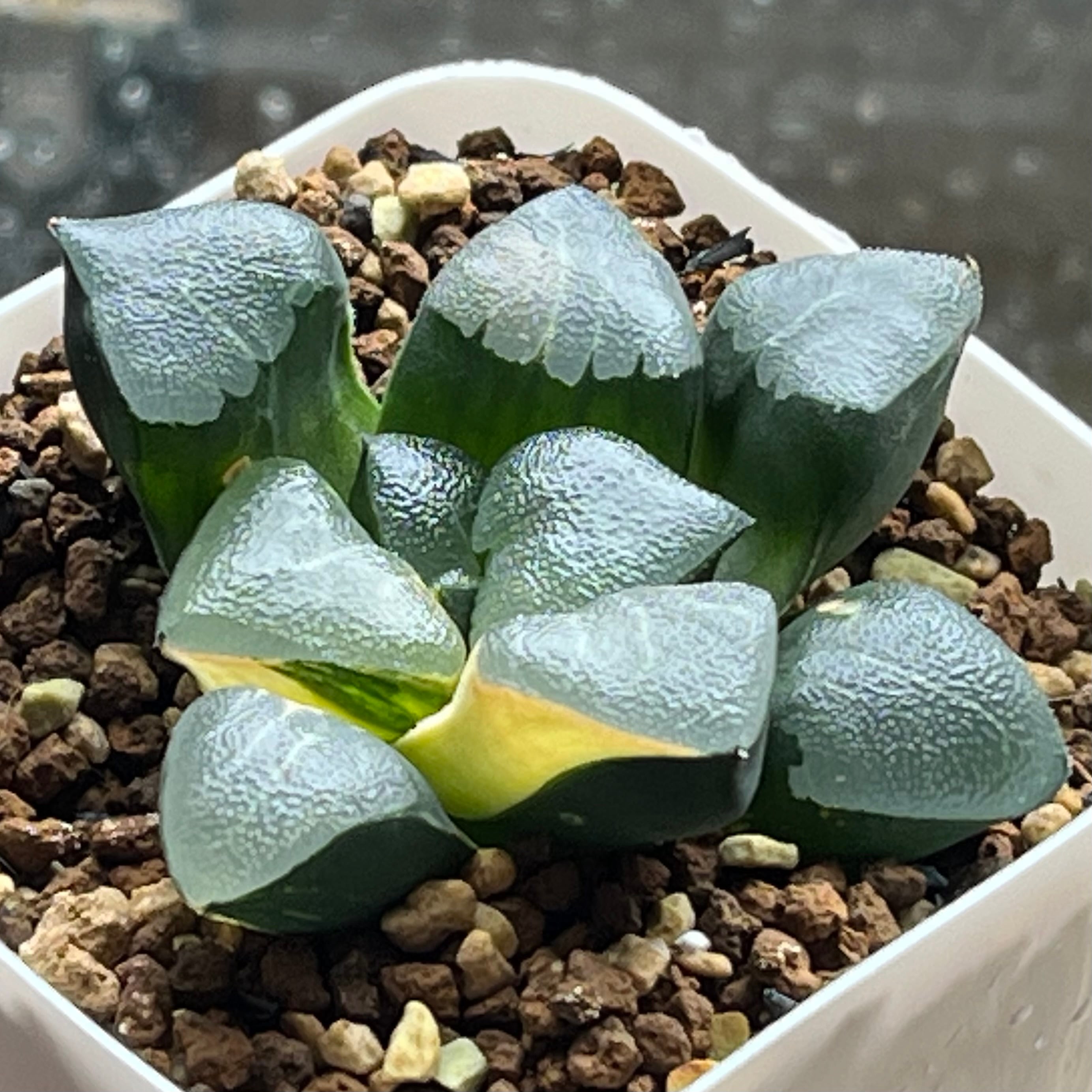 ハオルチア 花胡蝶 オブツーサ錦 | mocono_plants