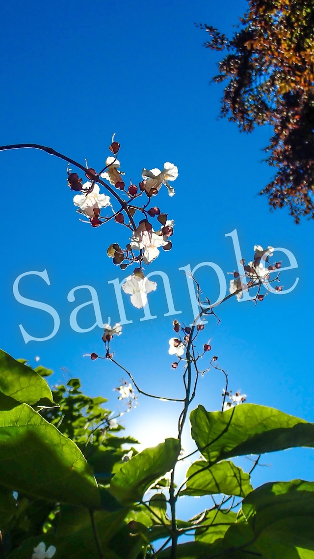 運気向上 待ち受け画面 Line背景画像にも 充足感に包まれた人生を 満ち足りた気持ちで自分らしく生きる T S Online Store Make A Wish 運気向上 待ち受け画面 Line背景画像にも 充足感に包まれた人生を 満ち足りた気持ちで自分らしく生きる T S Online Store Make A Wish