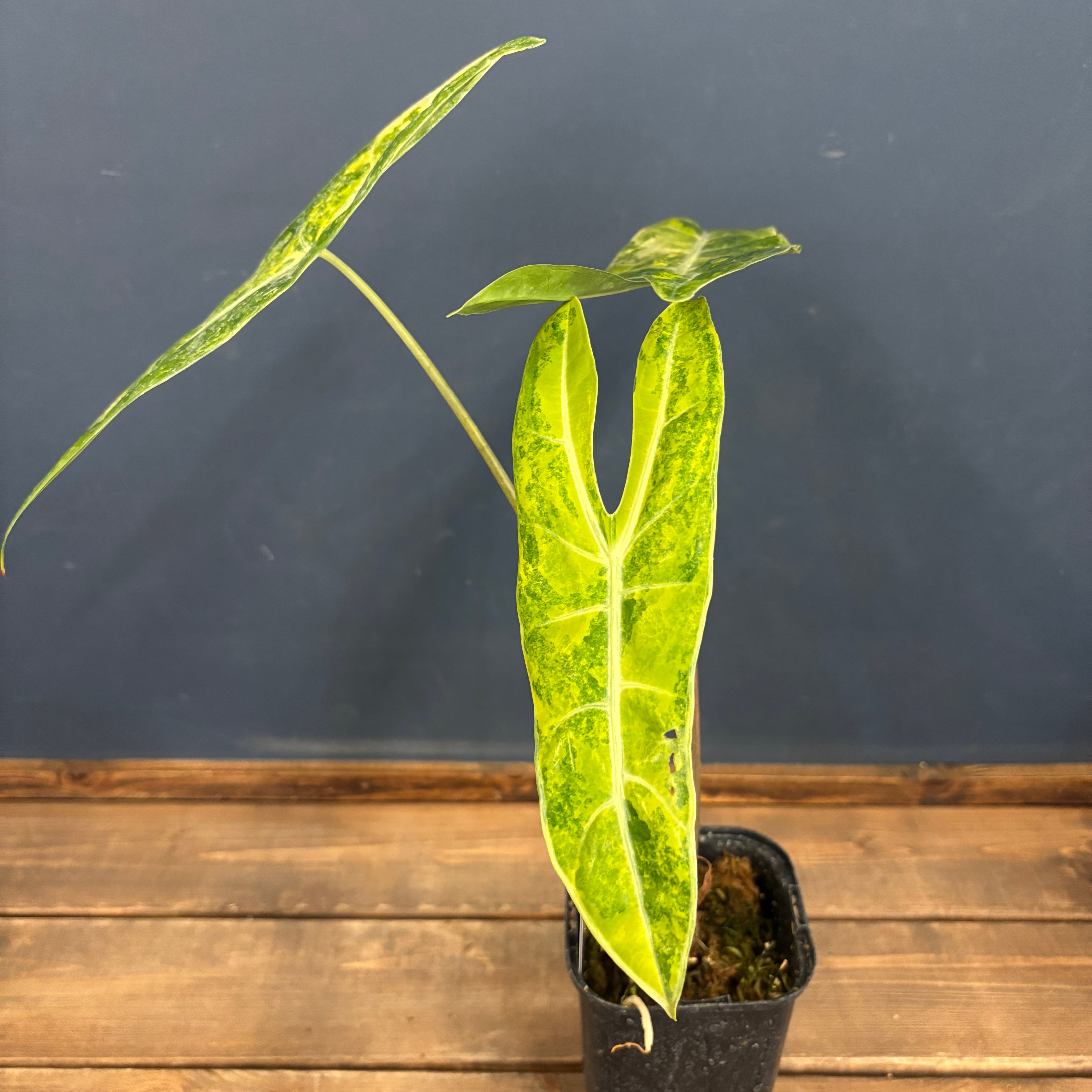 アロカシア ロンギロバ オーレア バリエガータ【590】 | PROTOLEAF