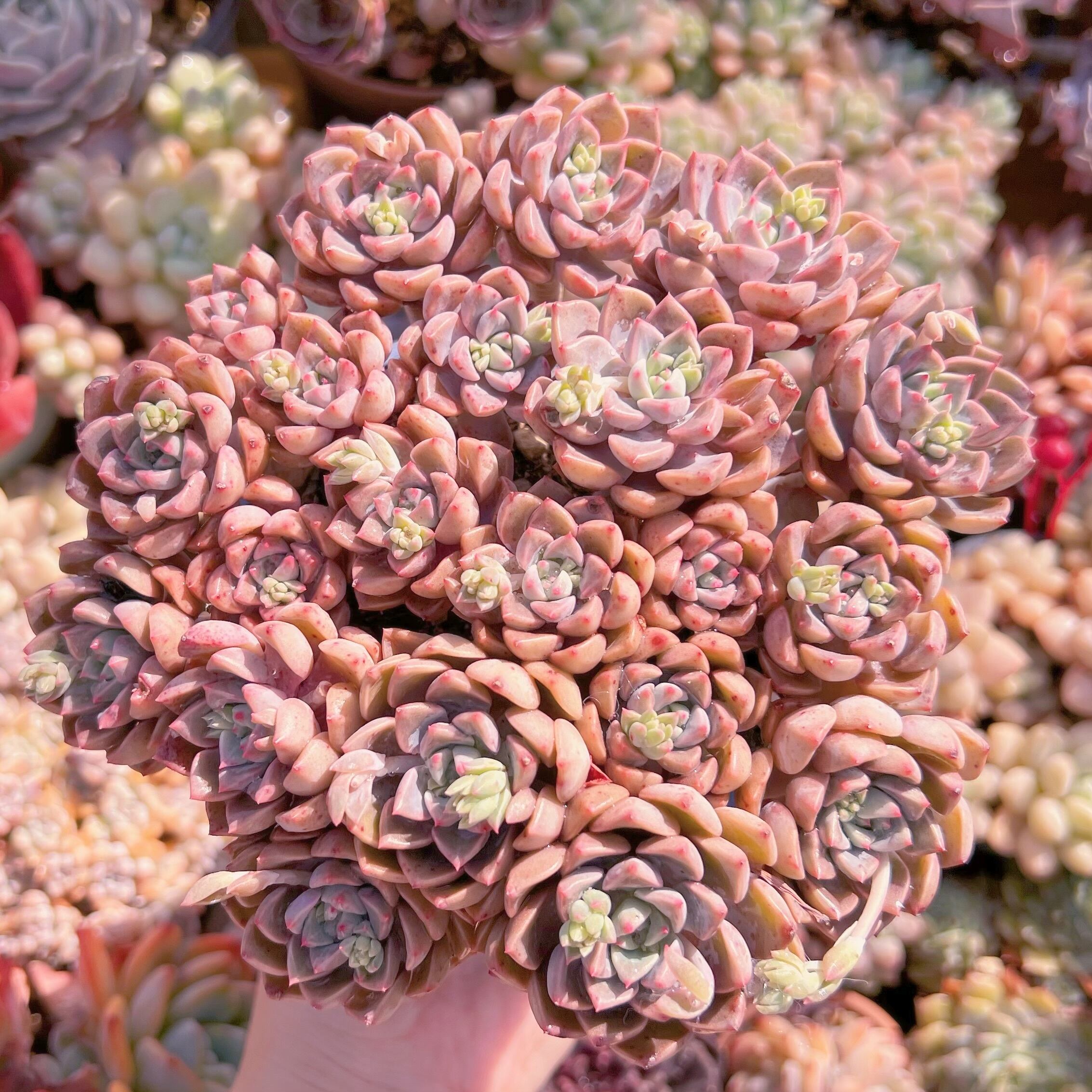 現品　ベビードール#A20　特大群生　新入荷