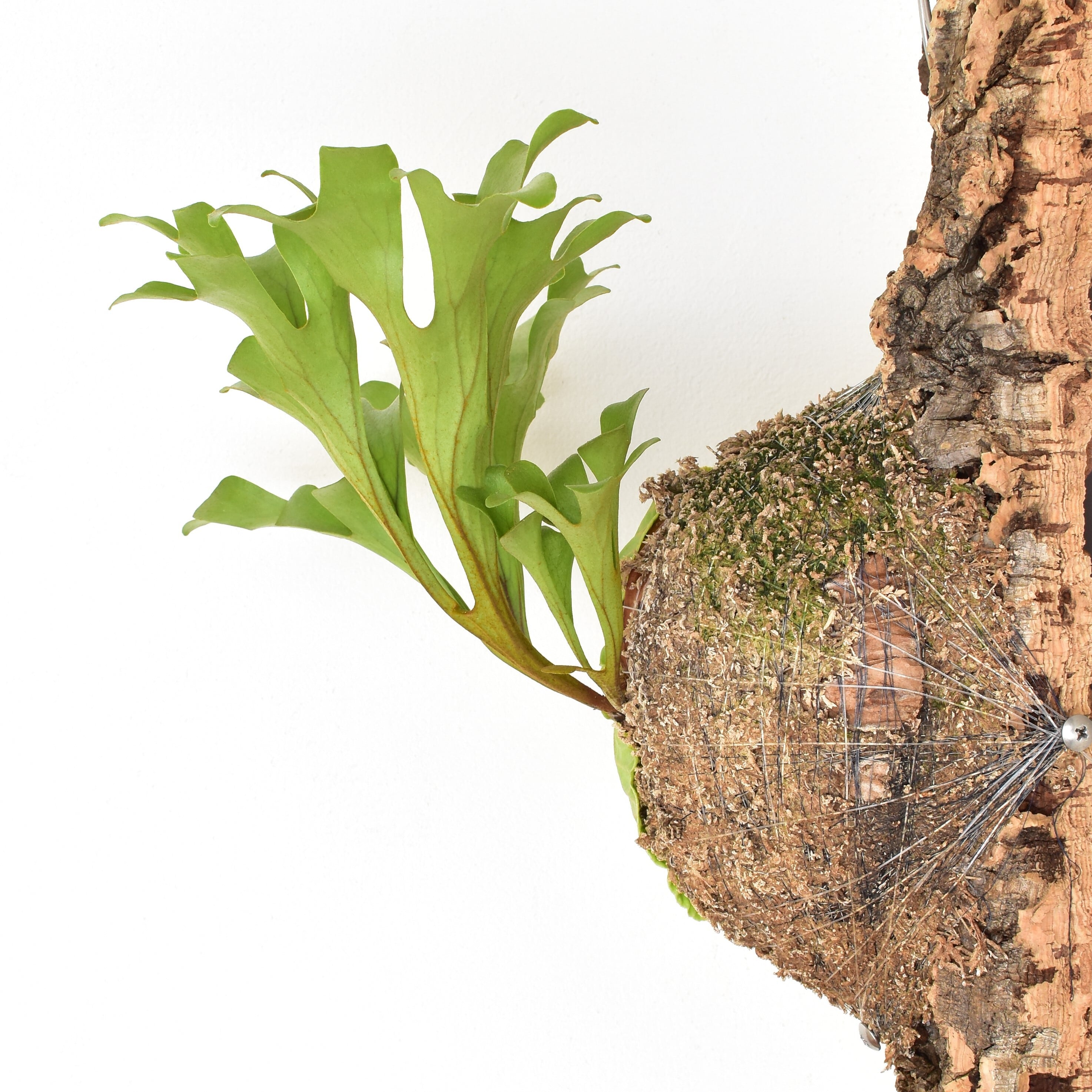 platycerium.ridleyi ビカクシダ・リドレイ コルク仕立て コウモリラン