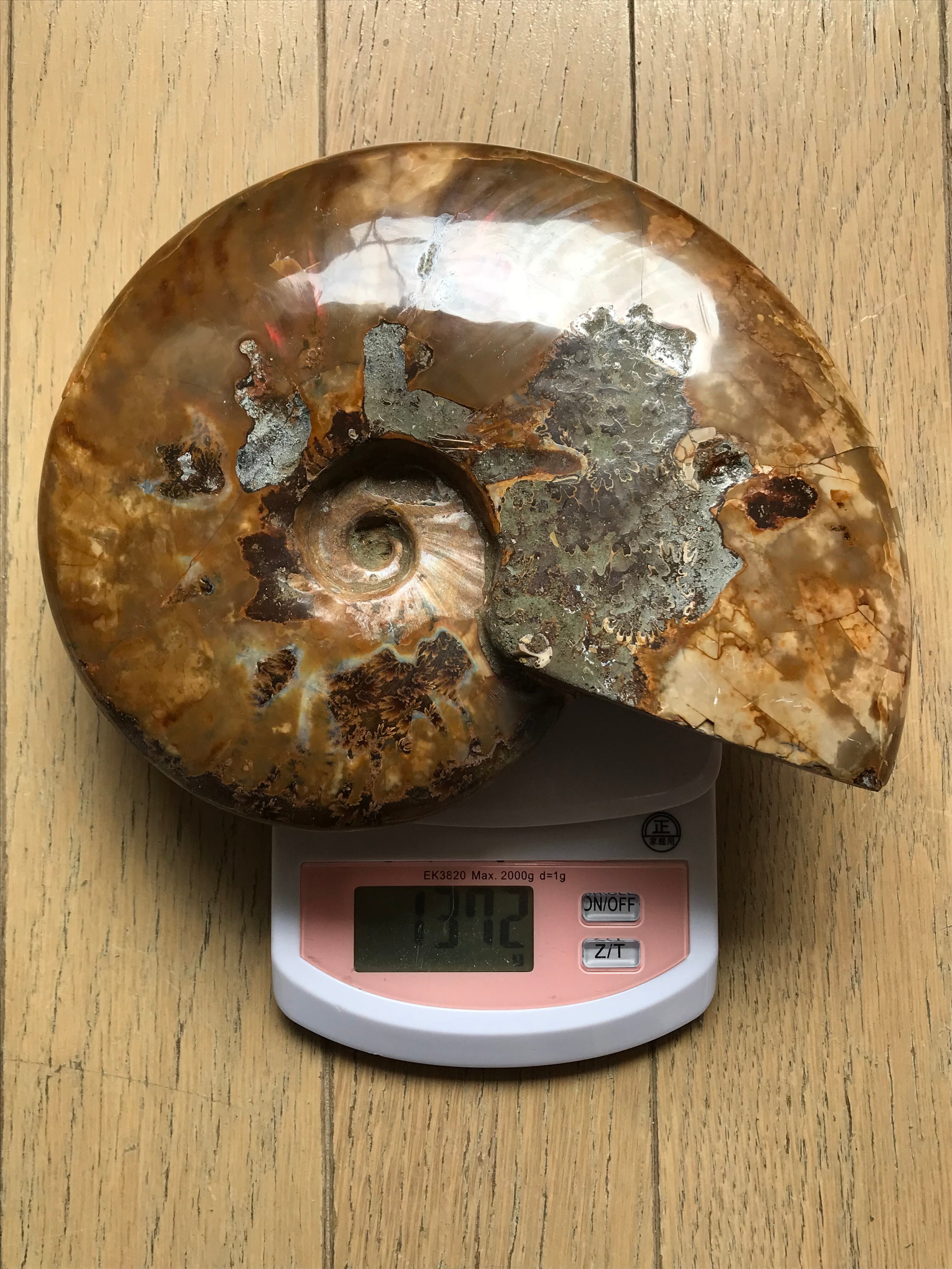 オパール化 アンモナイト化石 虹色遊色 11g マダガスカル産 ピカピカ磨き