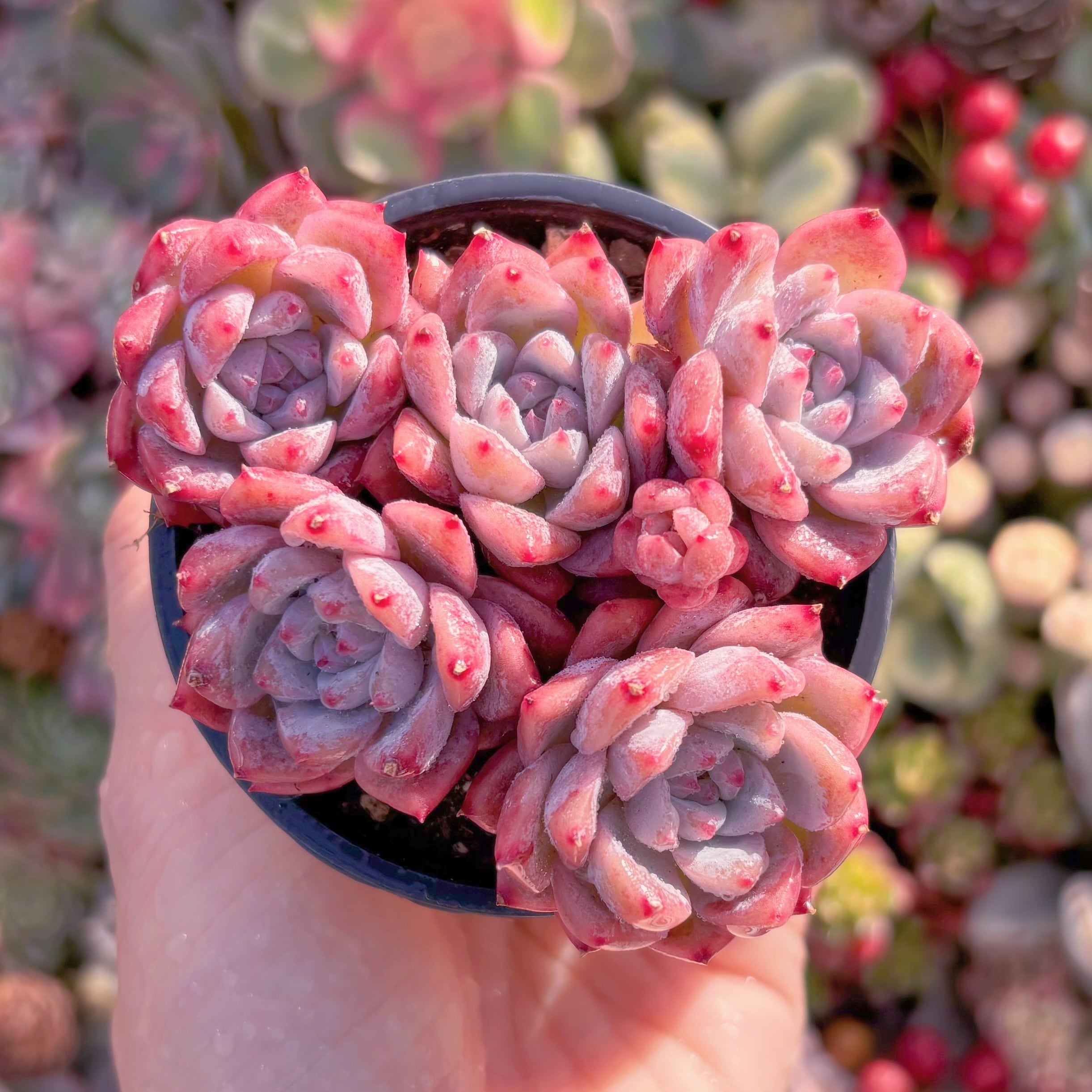 現品　レッドベルベットxラウイ#239　るる農園