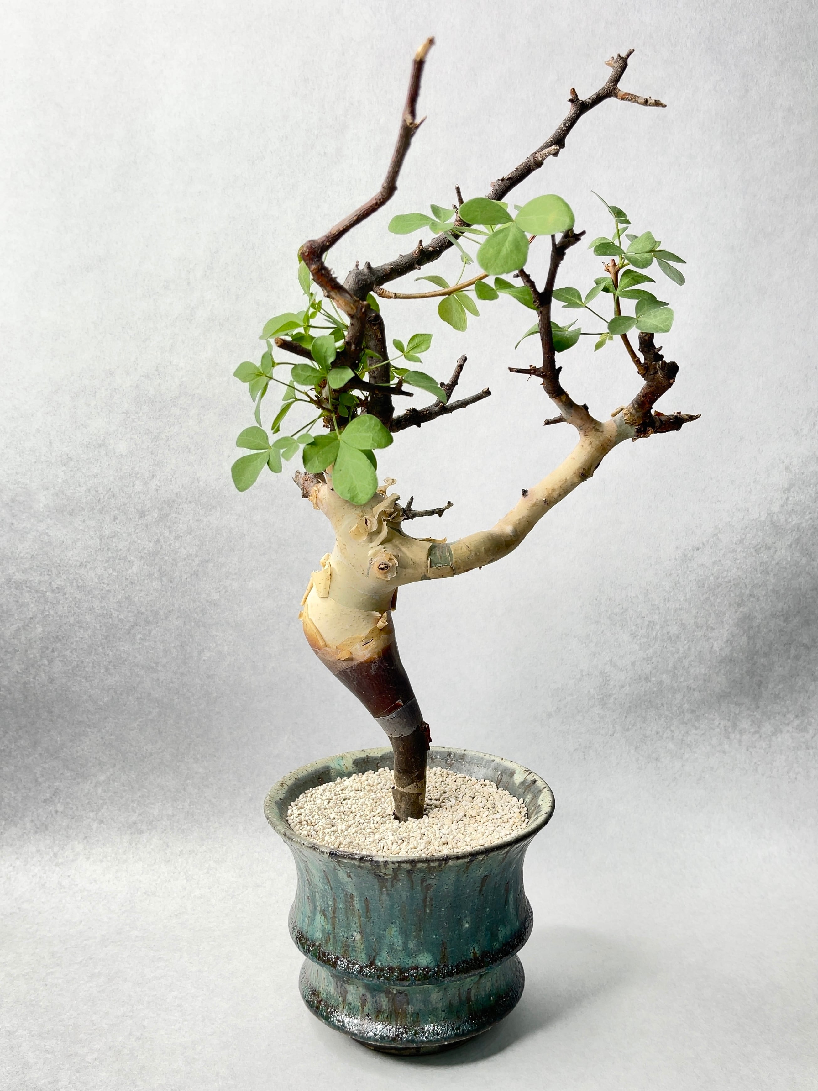 コミフォラ・ピュアカタフ | trigger