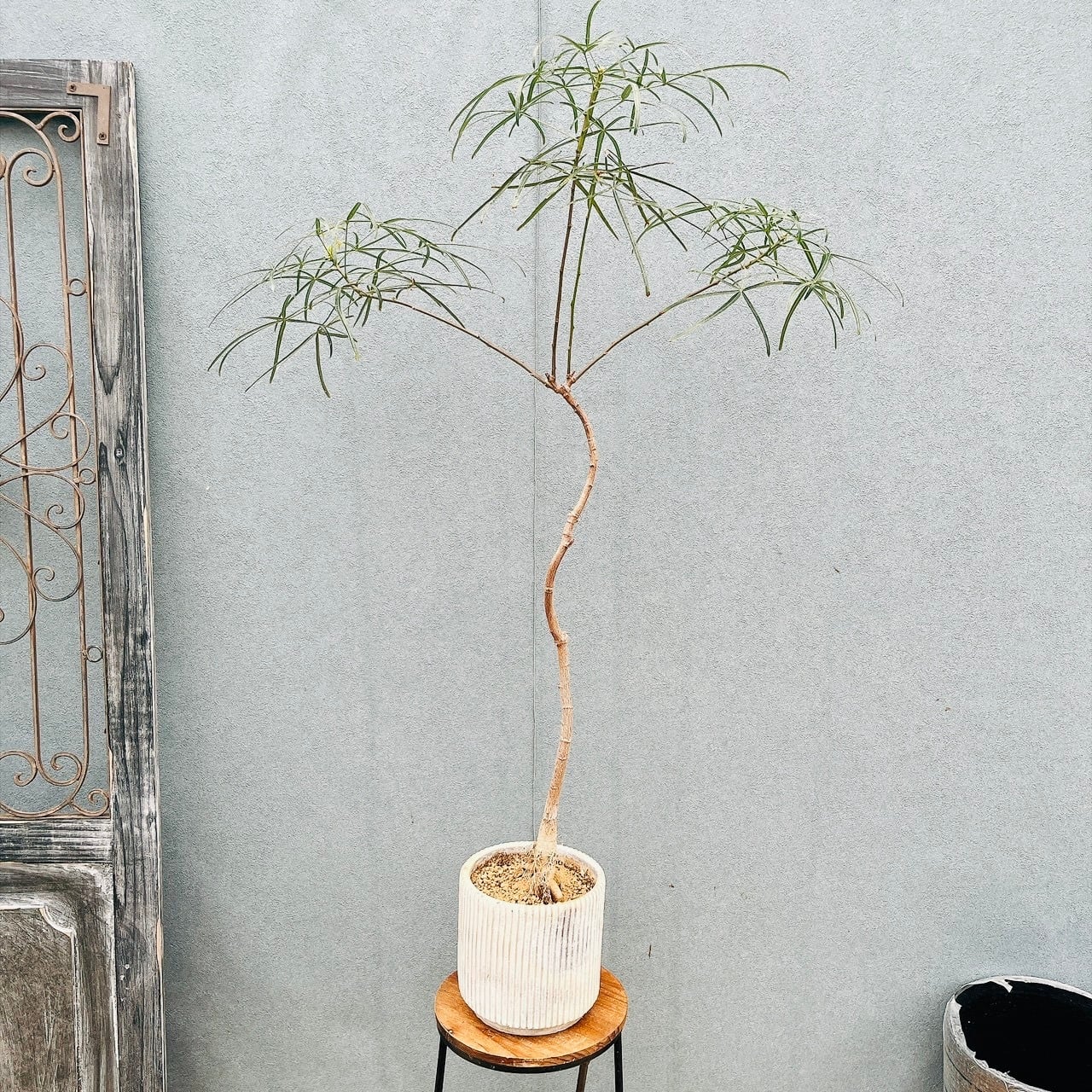 現品］E フェニックスロベレニー 8号 観葉植物 室内 ヤシ 南国風