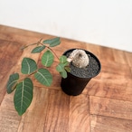 Phyllanthus mirabilis【フィランサス・ミラビリス】