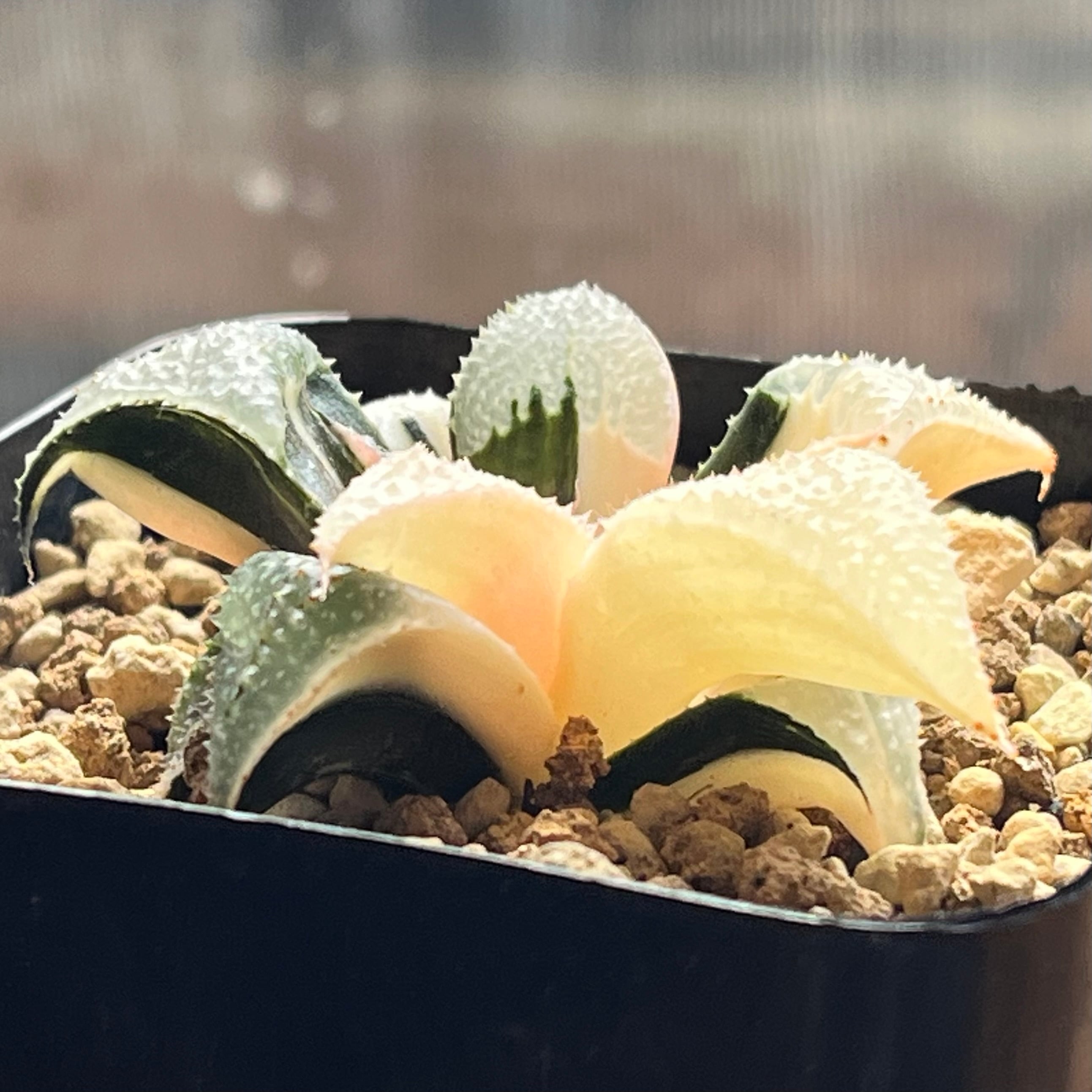 4f 多肉植物　ハオルチア　白鳳バデイア錦　自家繁殖　鉢植え発送 ハオルチア バディア 白鳳錦 | mocono_plants