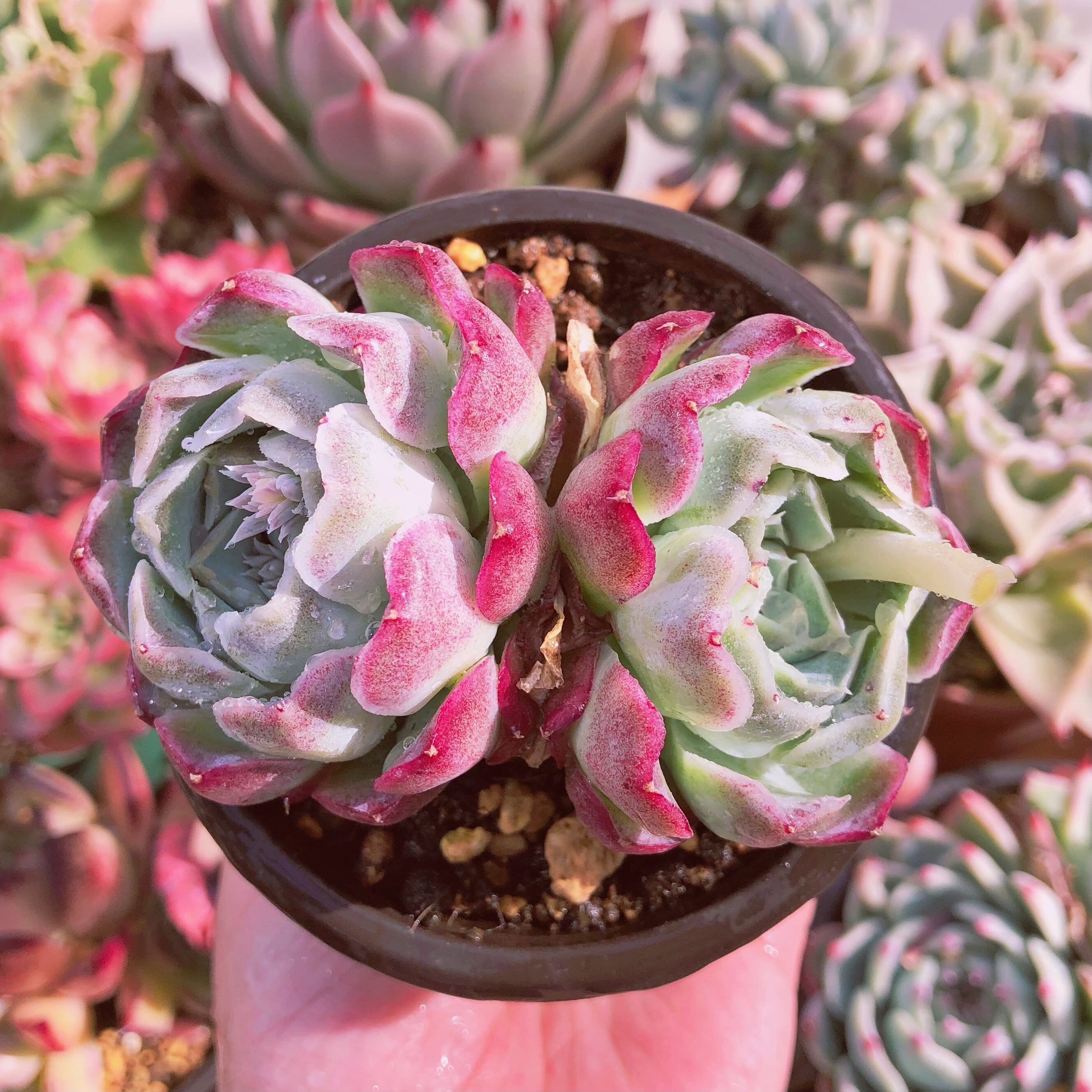 多肉植物　沁心　群生