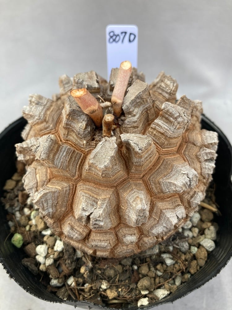 現品807D】亀甲竜（長谷川園芸）4号ポット | 日本ライン花木センター