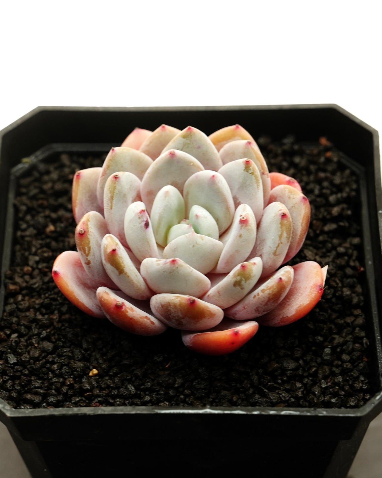 発根済カット苗 サンガスノー Echeveria 'Sanga Snow'
