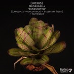 【送料無料】Neoregelia 'Hopscotch'〔ネオレゲリア〕現品発送N0385
