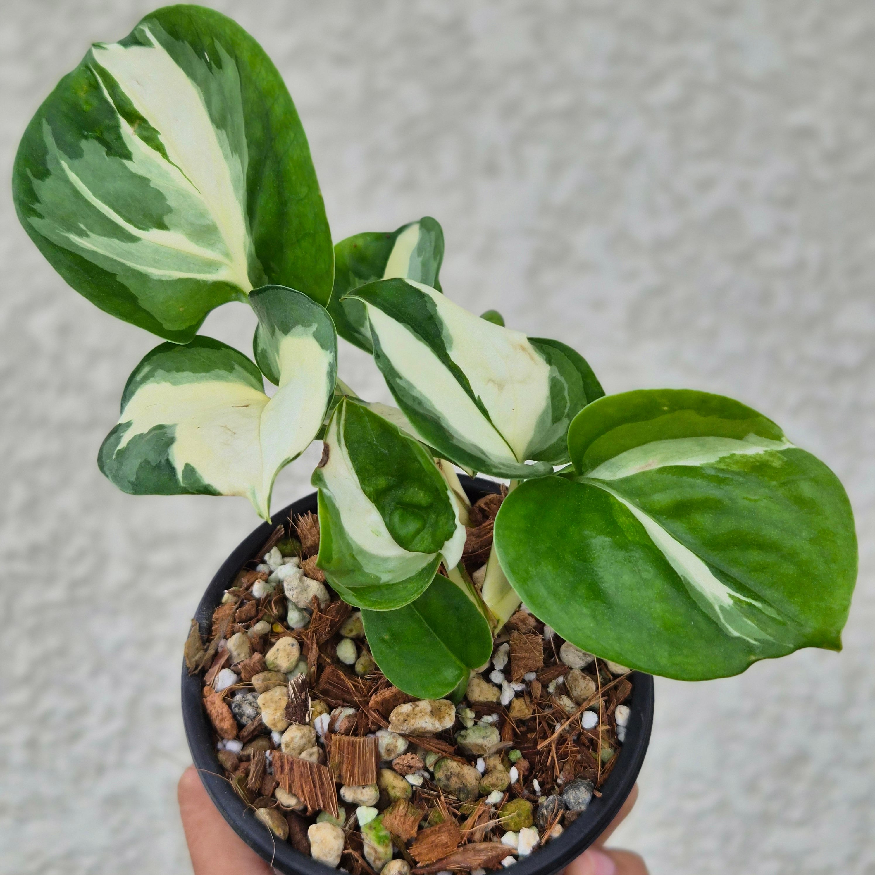 ①《エピプレムナム・マンジュラ》Epipremnum aureum 'Manjula' 観葉植物 ポトス 斑入り ポット発送