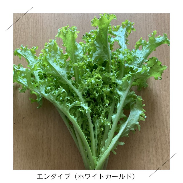 【11月3日（火）21時より受付開始】＜火曜日に収穫・発送＞【まんなかサイズ】季節のお野菜セット