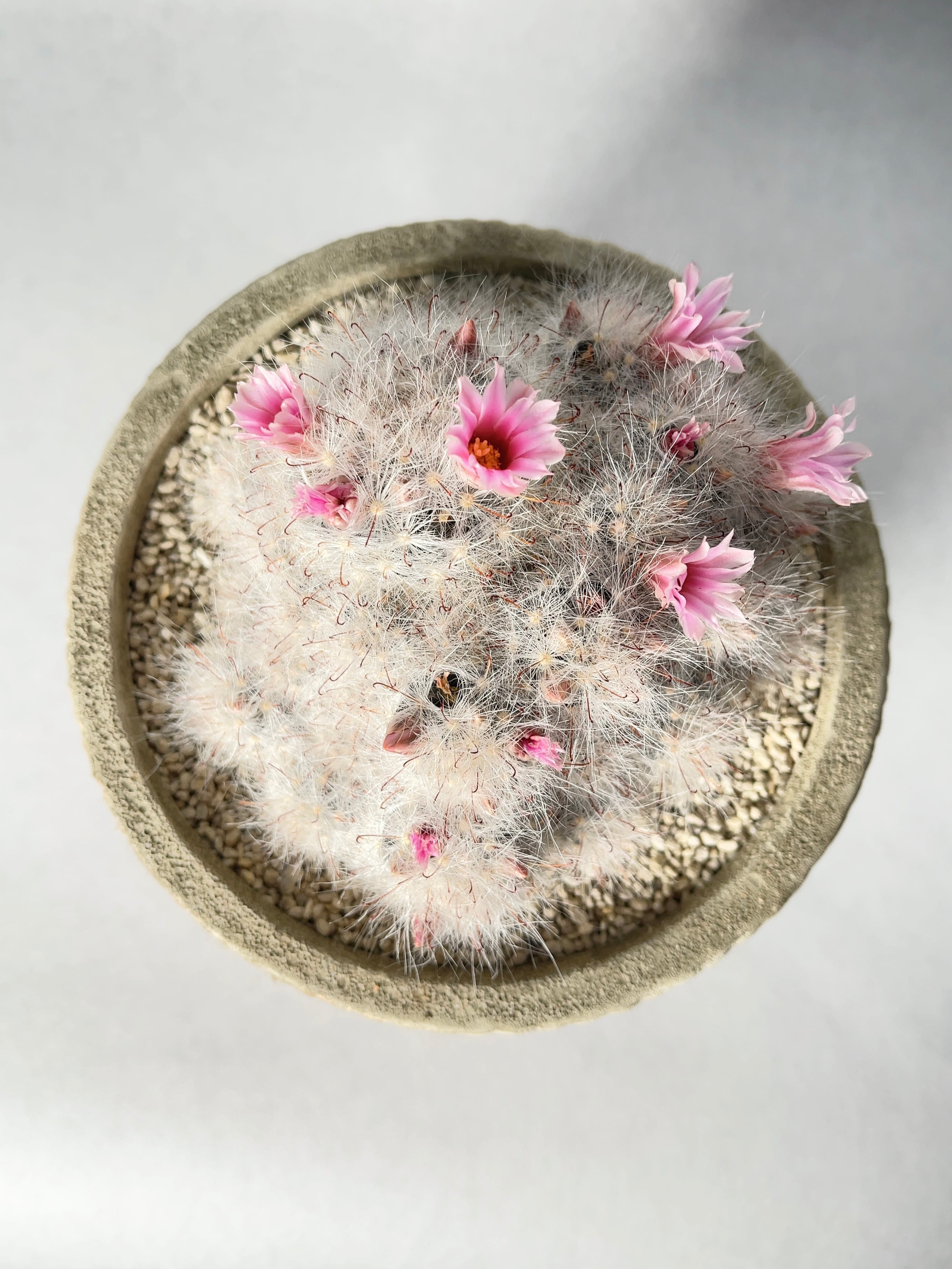 マミラリア・グラッシー グランディフローラ | trigger