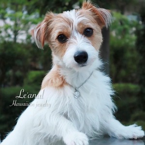 【犬猫＆人用】第4期再入荷⭐︎ヘキサゴンネックレス