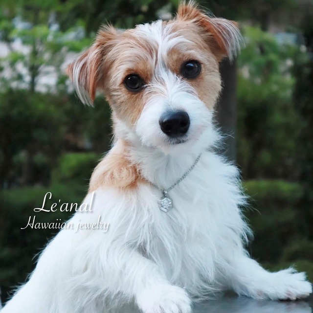 【犬猫＆人用】第4期再入荷⭐︎ヘキサゴンネックレス