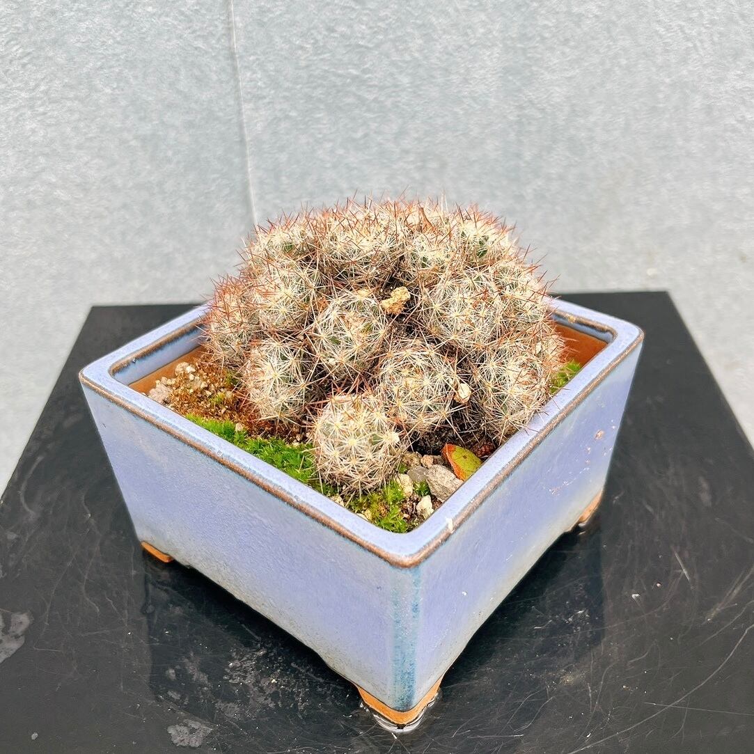 現品］♡おしゃれ♡ 54番 創樹 オリーブ チプレッシーノ 8号 観葉植物
