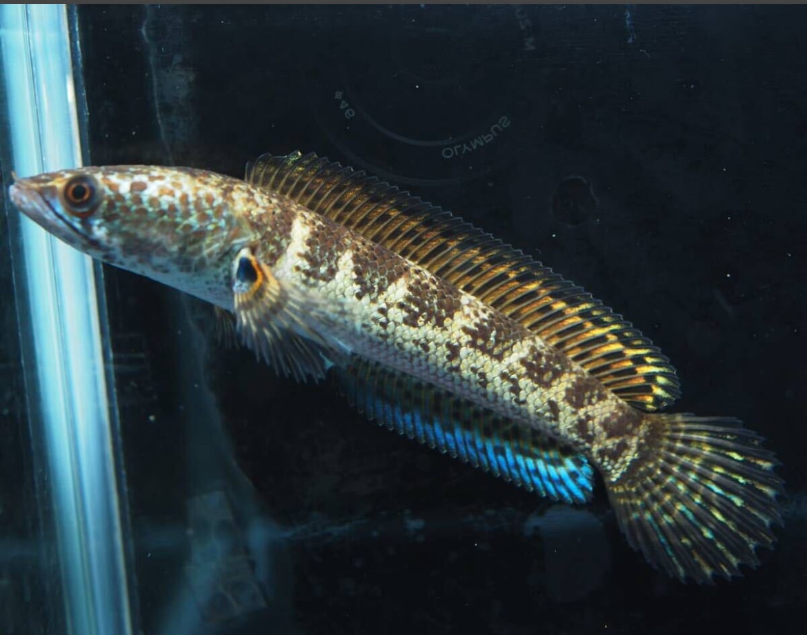 インド バイオレットスネークヘッド | アクアショップあんじゅ