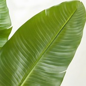 ストレリチア210㎝［人工観葉植物・フェイクグリーンT］
