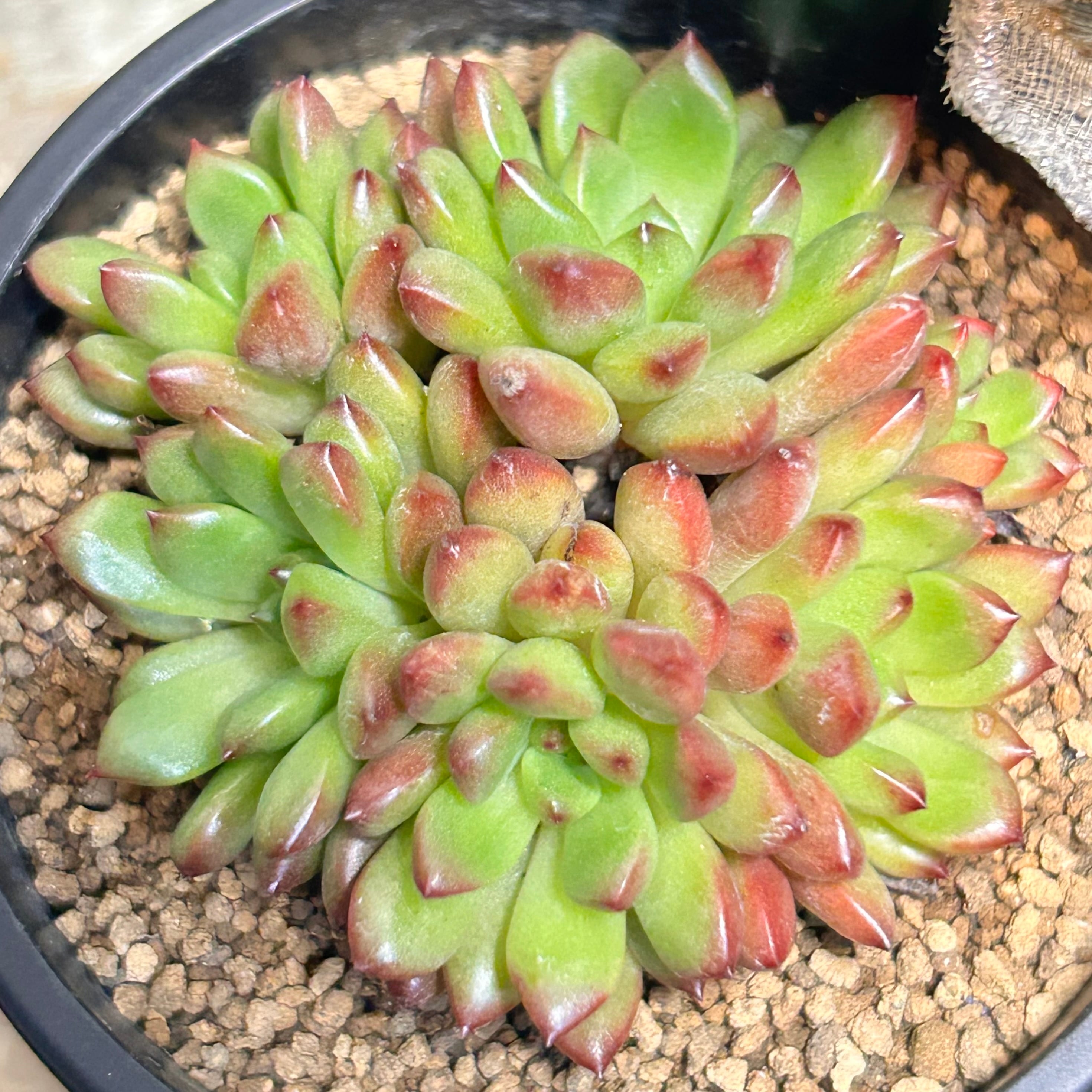 ピンクルルビー | RuPo 多肉植物専門店