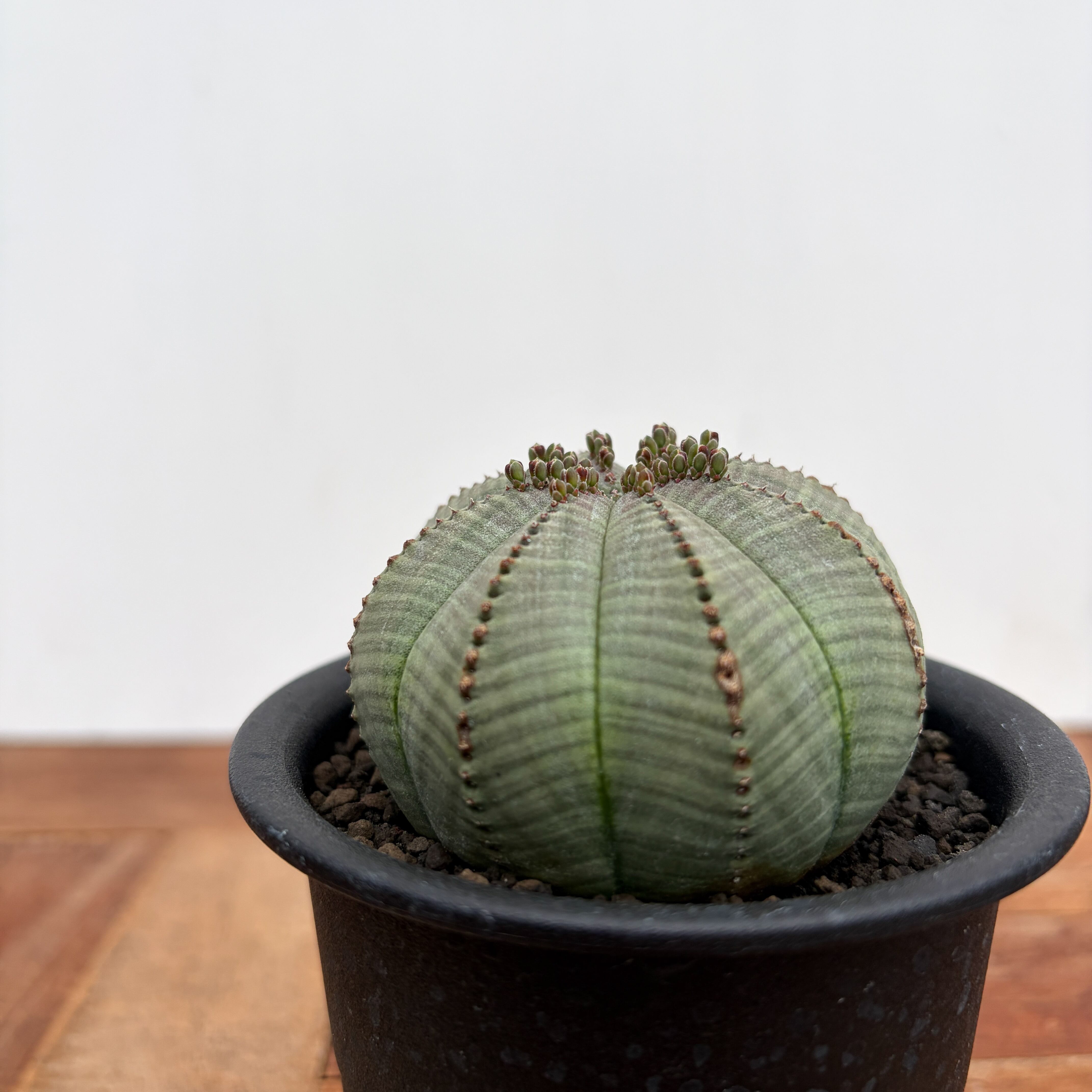 Euphorbia obesa【ユーフォルビア・オベサ・実生】 | RIMO'S GREEN