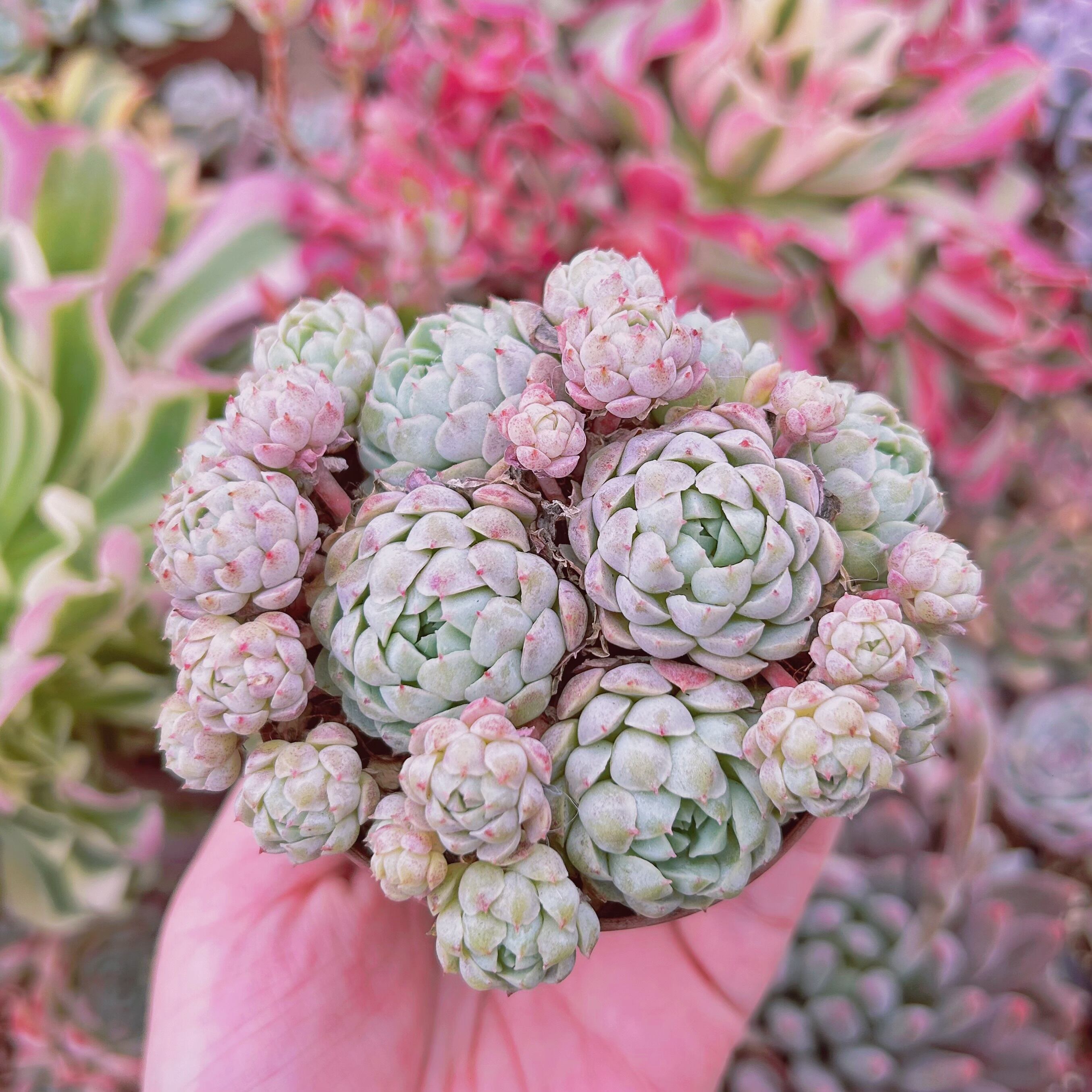 #048現物　多肉植物　ハチミツボール