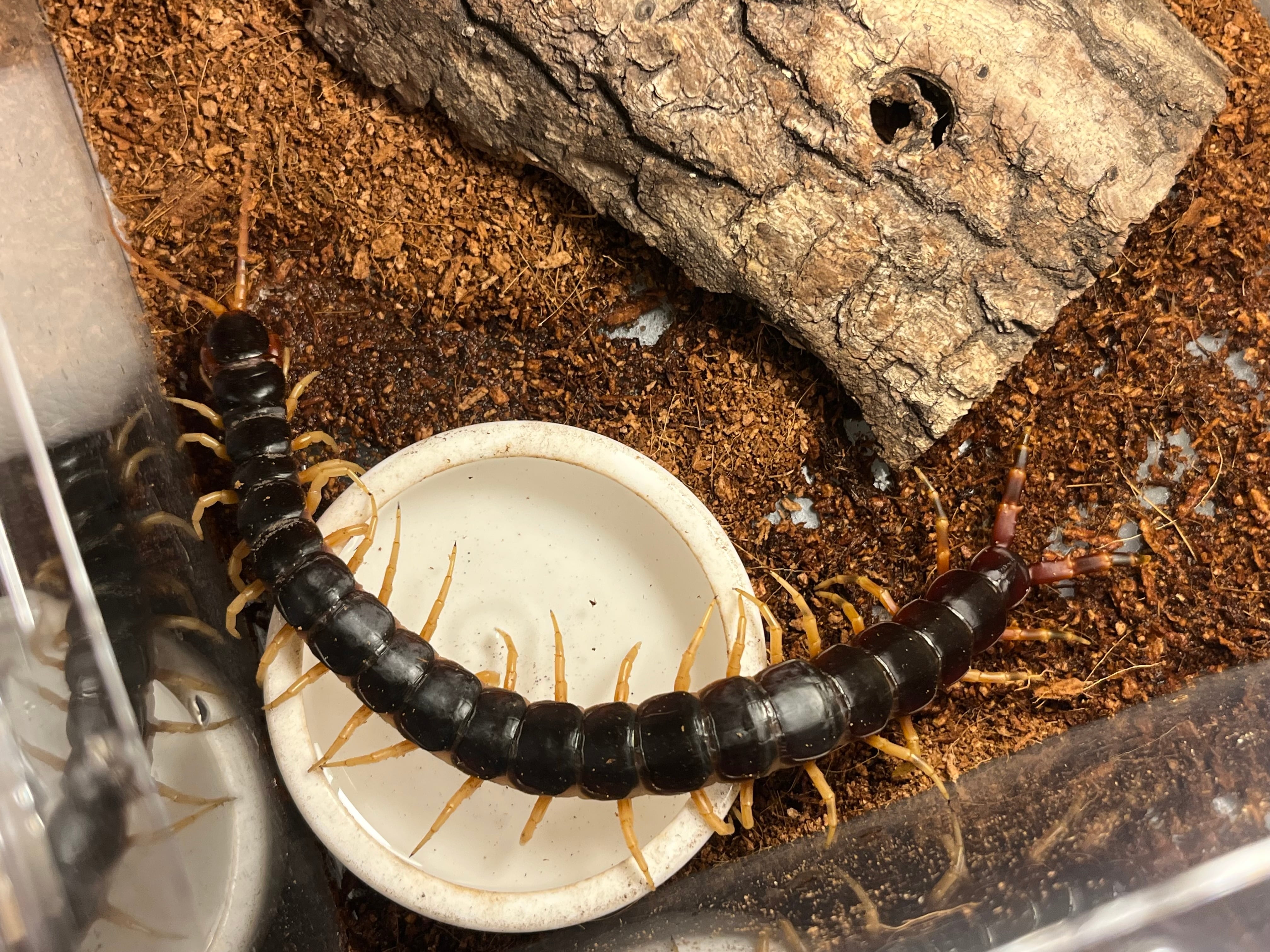 ムカデ | オモニキチュウ