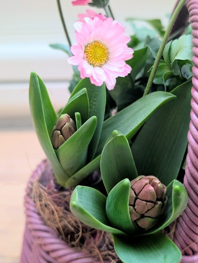 芽出し球根と春のお花の寄せ植えバスケット