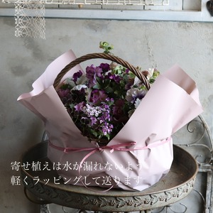 冬から春に楽しむ寄せ植え　オリジナルビオラのムラサキの小さなバスケットの寄せ植え　お正月にオススメ　届いてすぐ玄関に飾れる 　プレゼントにもオススメ　
