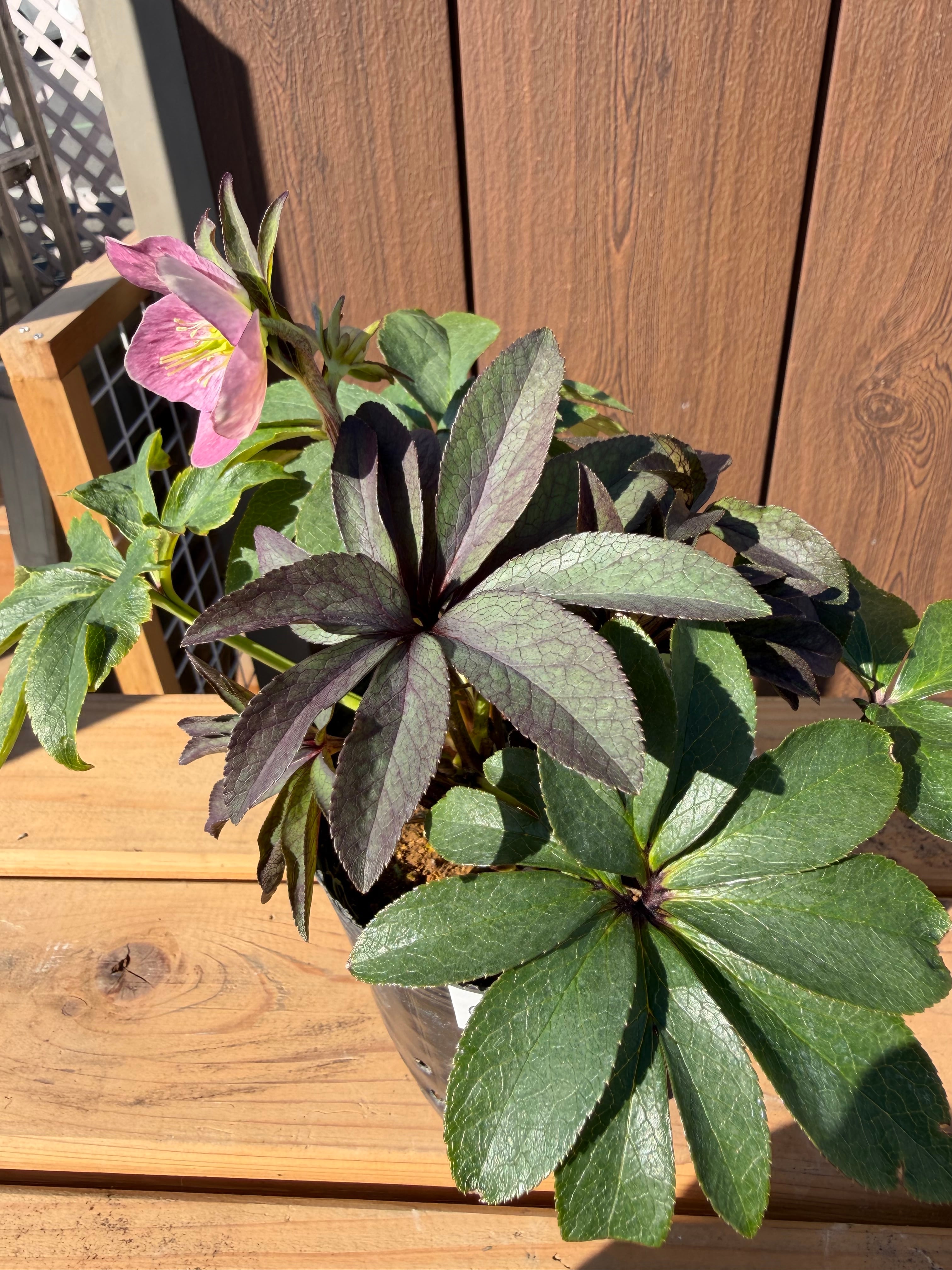 ポーセリンhyb. 大木ナーサリー クリスマスローズ【Og19】送料無料