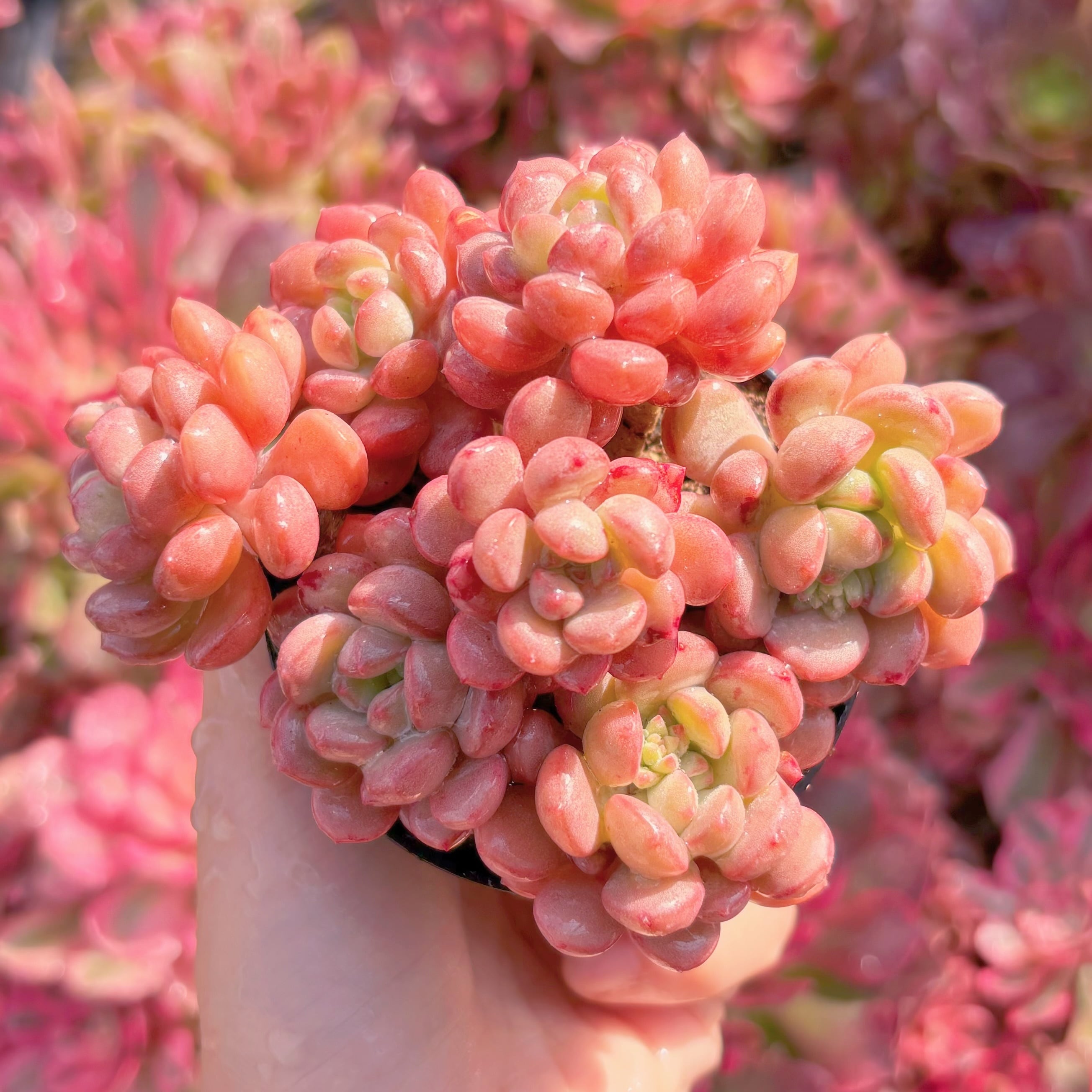 現品　Red Egg#A036　新入荷　るる農園