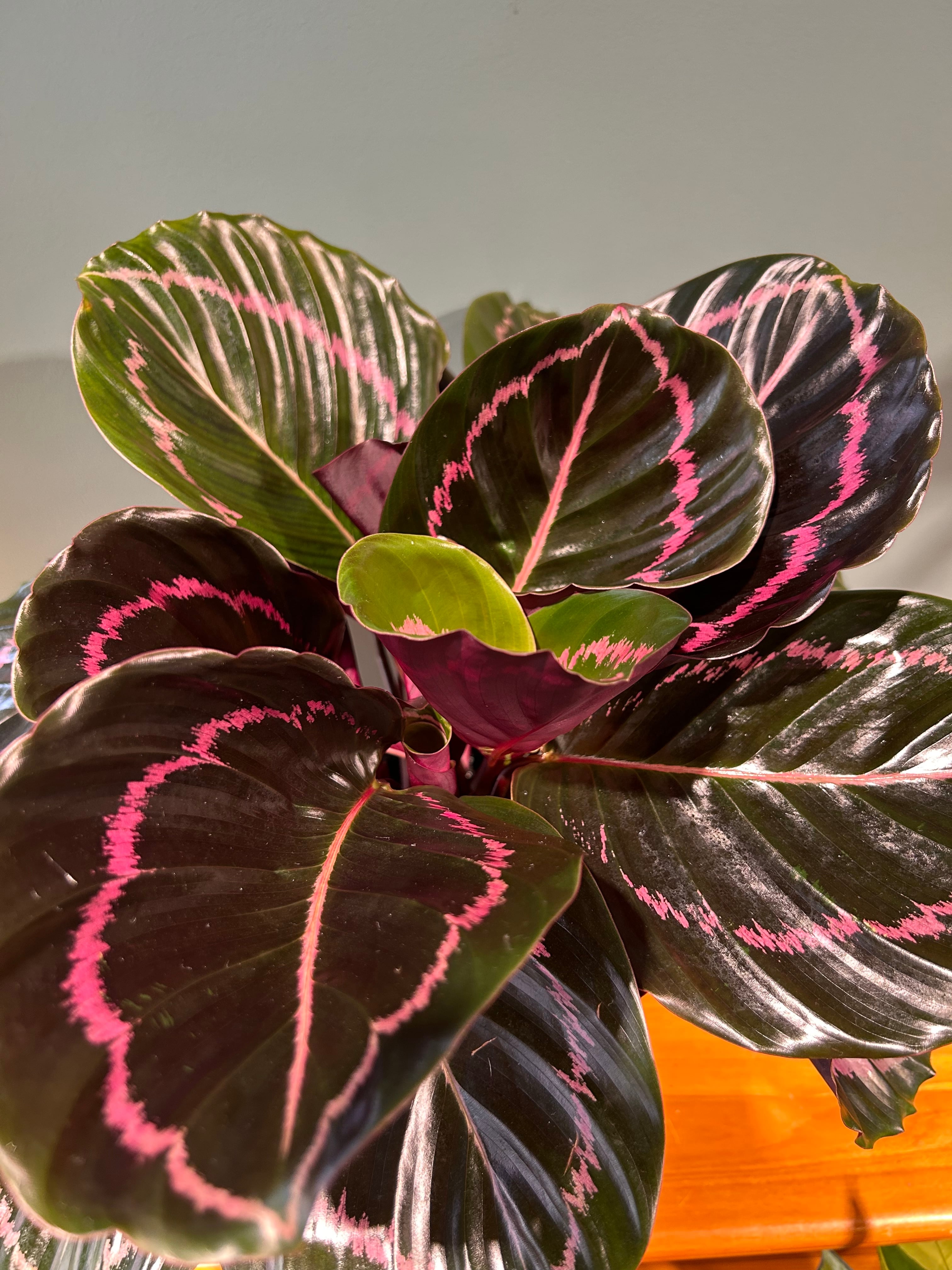 Calathea plants カラテア メダリオンv2 本店 カラテア メダリオン 5号