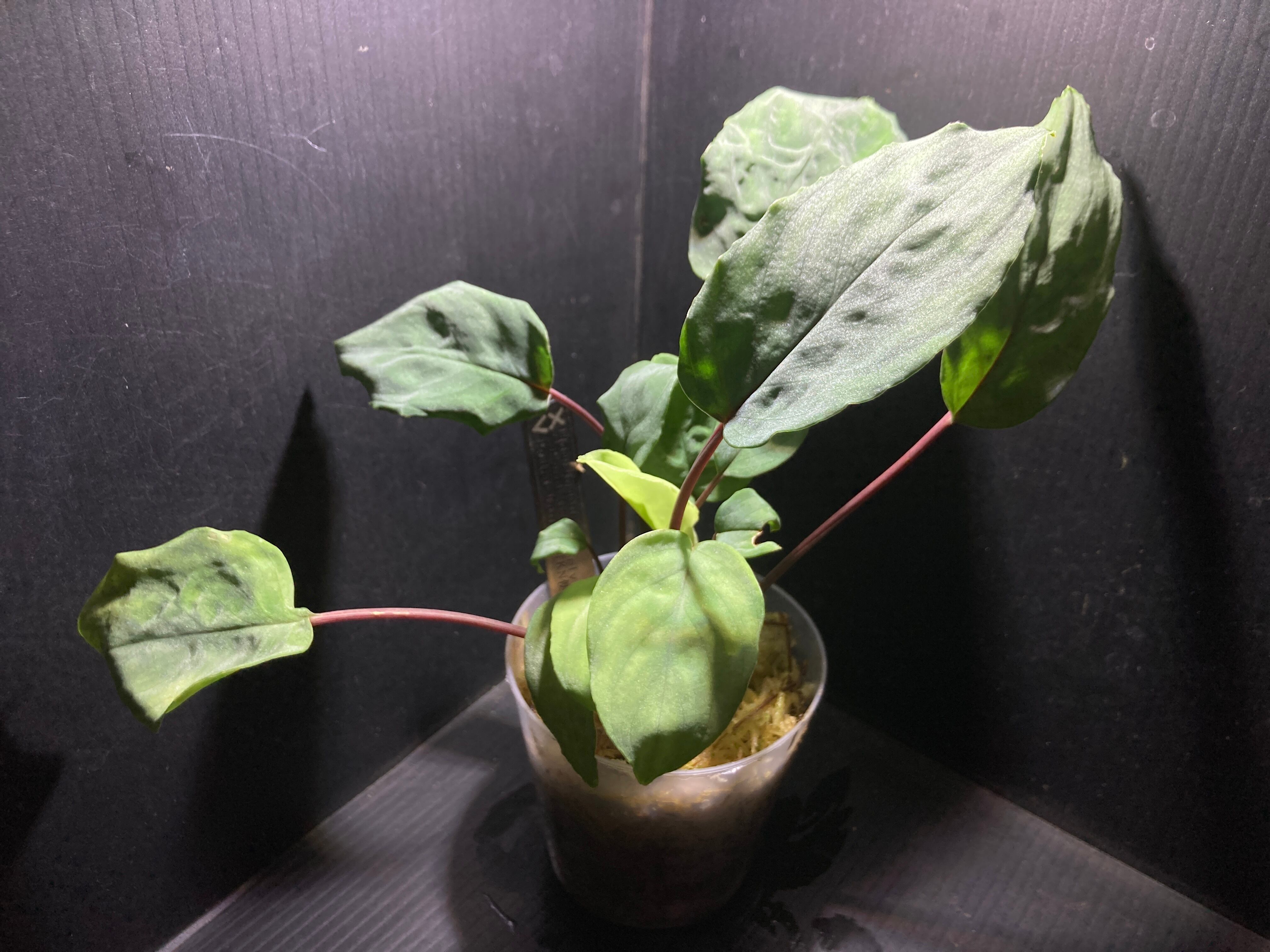 Homalomena sp.SilverBlack Velvet [KN便]親株 Homalomena sp