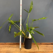 フィロデンドロン ロンギロバツム ミヤノ【827】