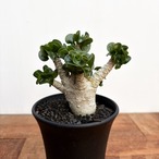 Adenium arabicum "Curly"【アデニウム・アラビカム・獅子葉】