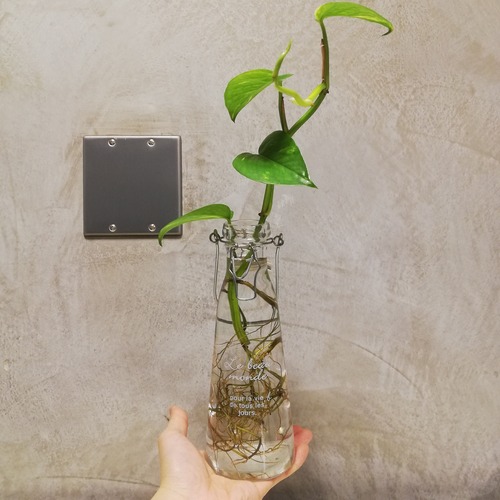 【水耕インテリア】根のアート  斑入りポトス アンティークボトルセット