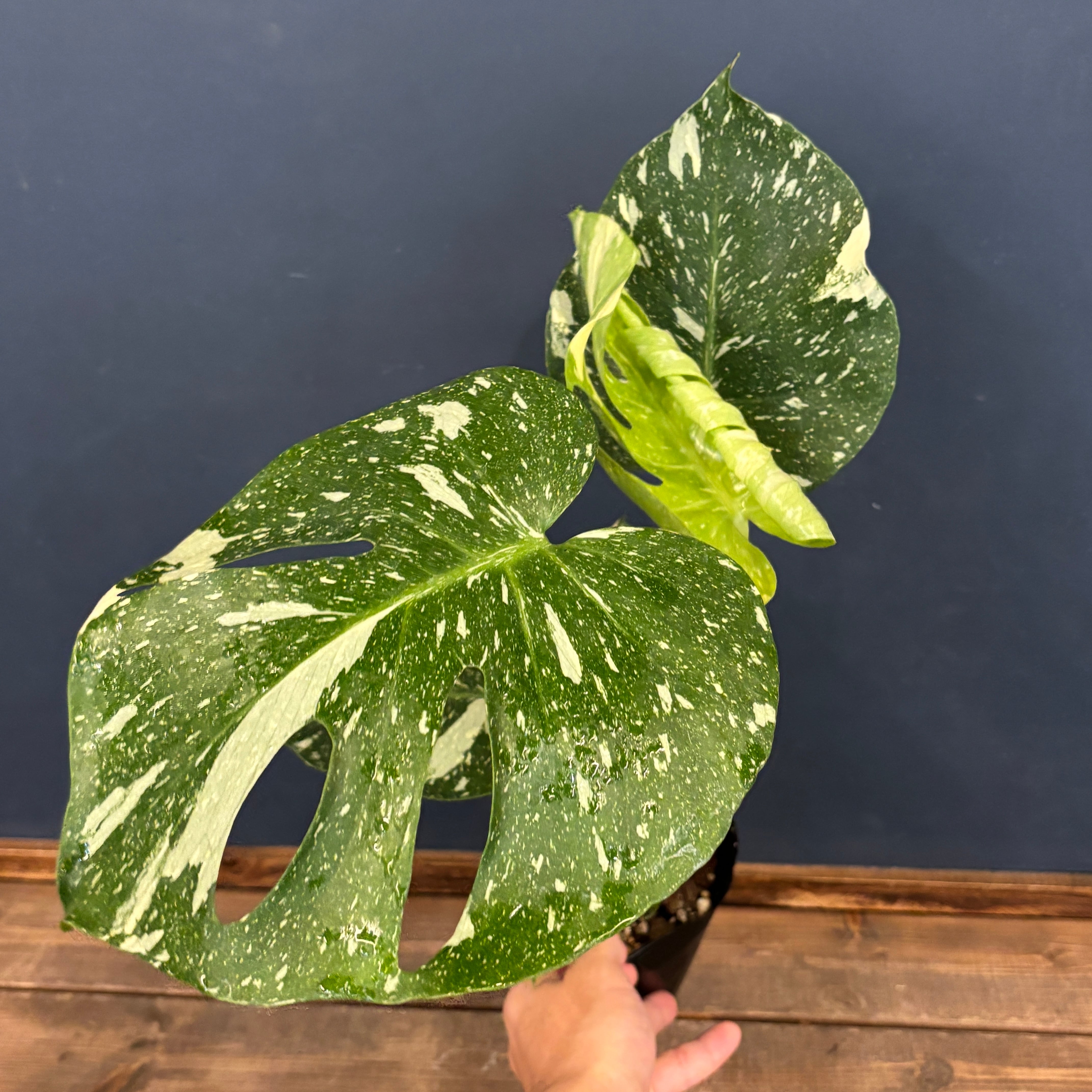 モンステラ タイコンステレーション【537】 | PROTOLEAF プロトリーフ