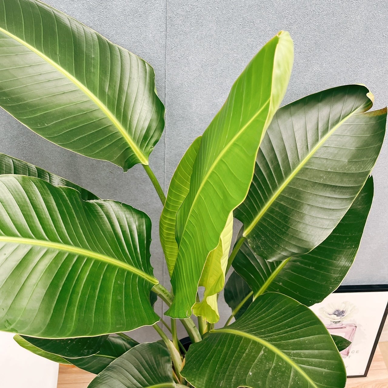 現品］83番 ストレリチアニコライ オーガスタ 10号 尺鉢 観葉植物 大型
