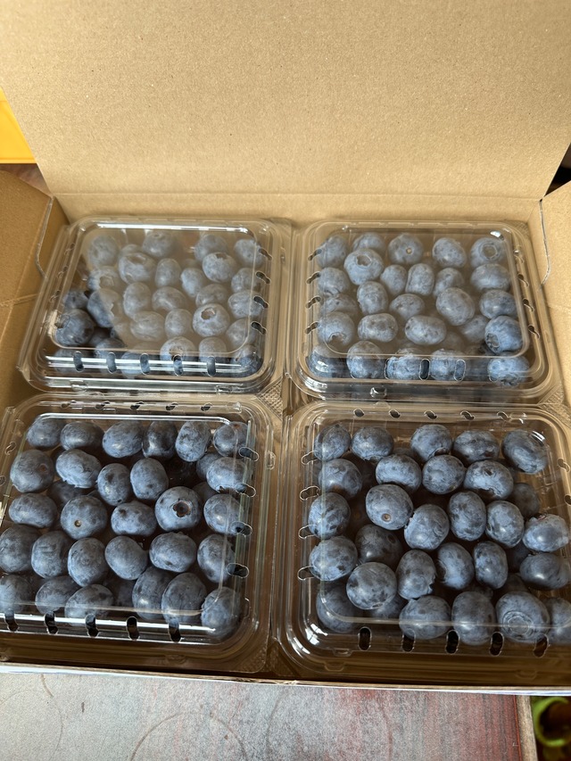 【2L】【約500ｇ】小分けパック（125g×4パック入り）大粒ブルーベリー