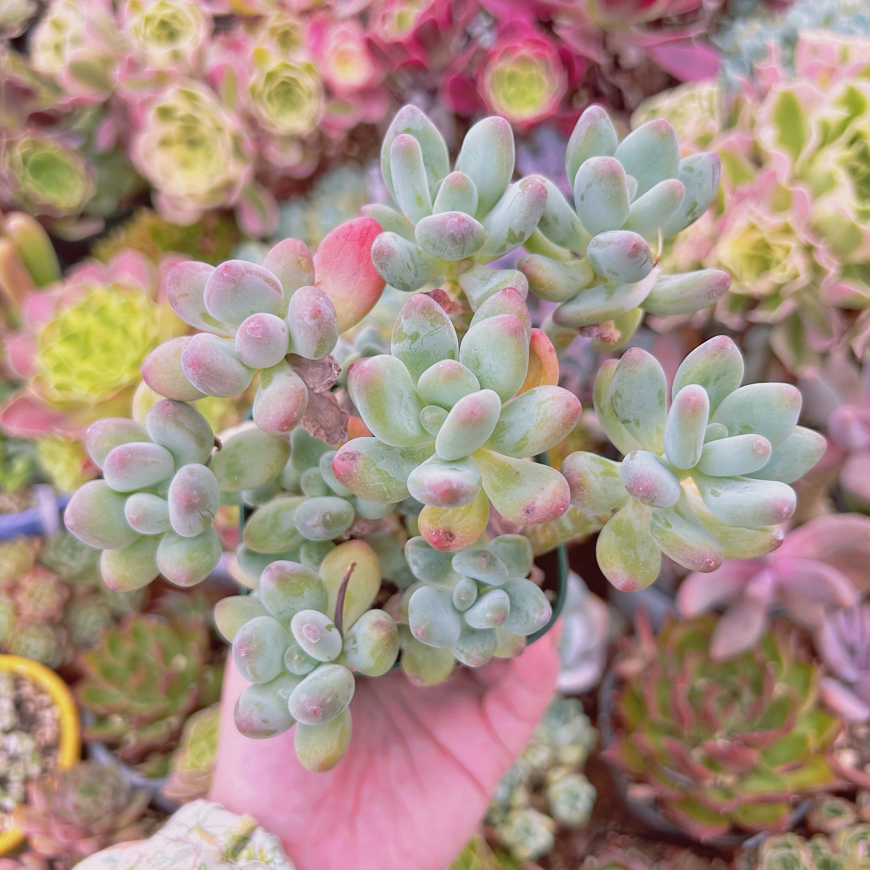 #3003現物　多肉植物　アップルチーズ　特大　抜き苗