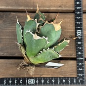 アガベ　チタノタ　ドラゴンクロー【1006】