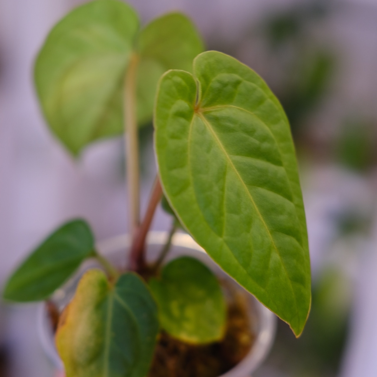 Anthurium kunayalense × A.zara Michelle / アンスリウム クナヤレンセ × ザラ ミシェル | 観葉植物