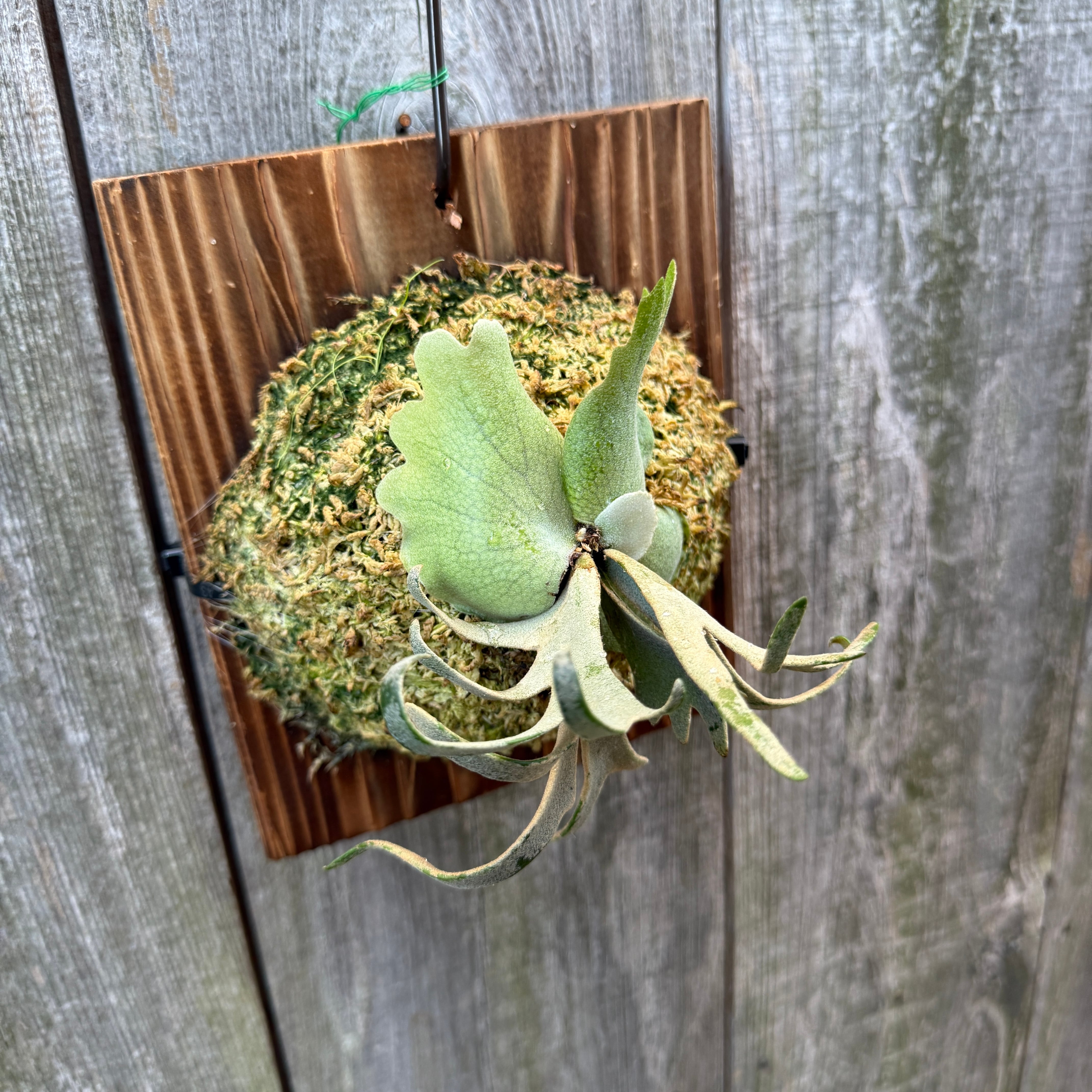 P.willinckii Totoro sporeling | naturefix