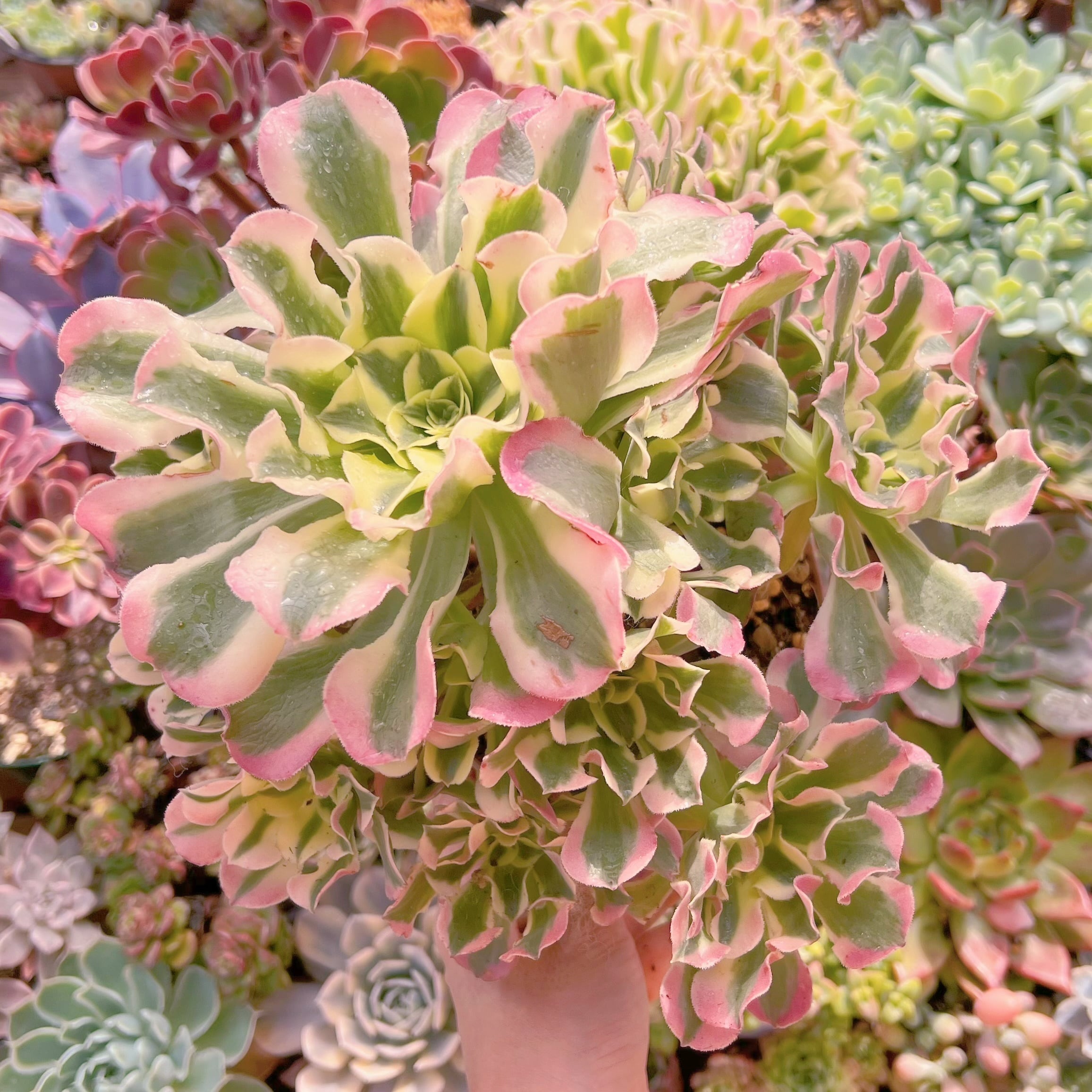 現品　Aeonium白鳳錦#066　特特大群生　新入荷