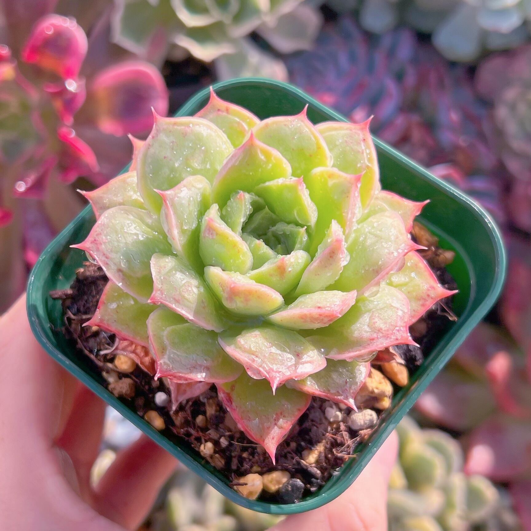 現品　多肉植物　コブロンギシマ#915   古株　るる農園