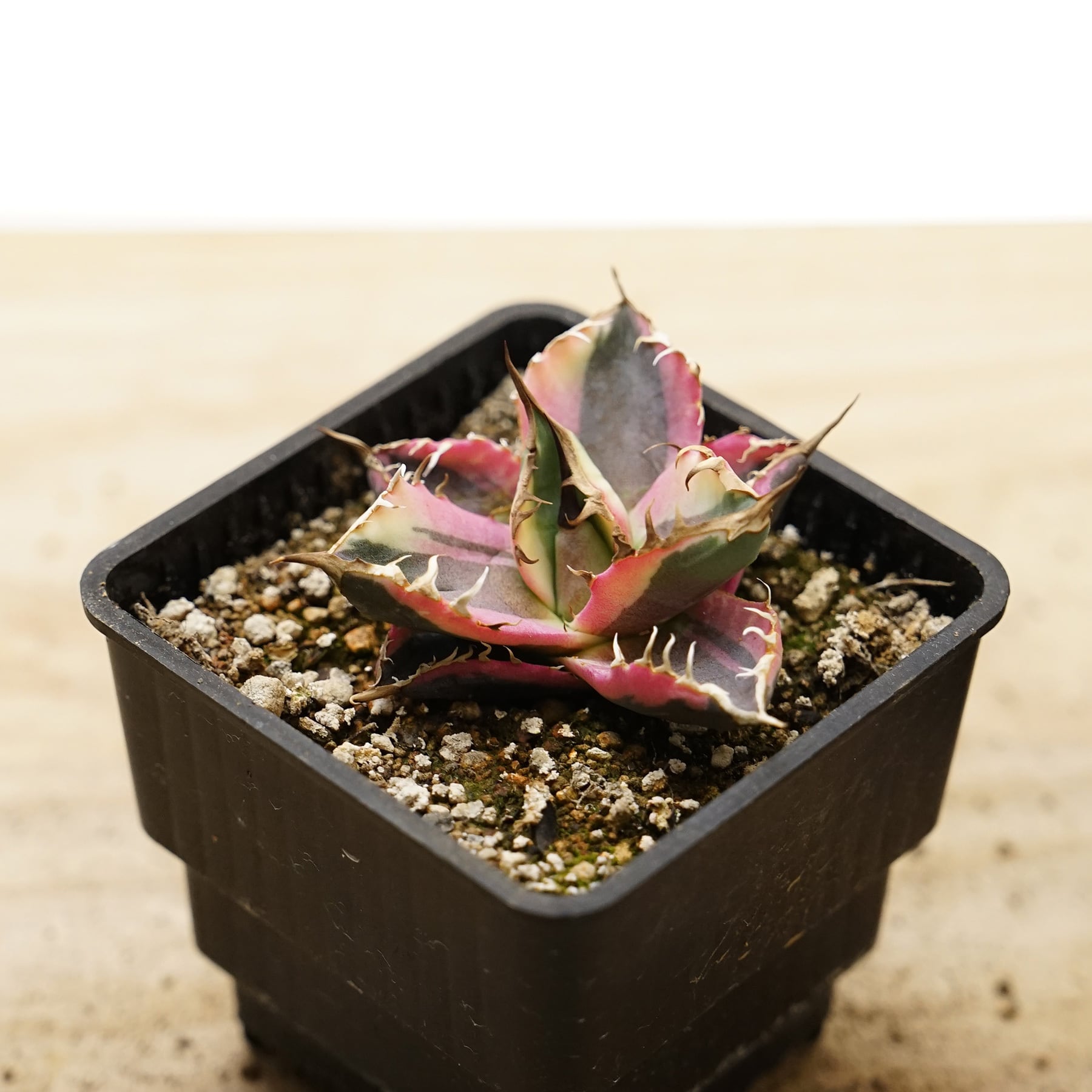 抜き苗 スナグルトゥース 子株 Agave titanota 